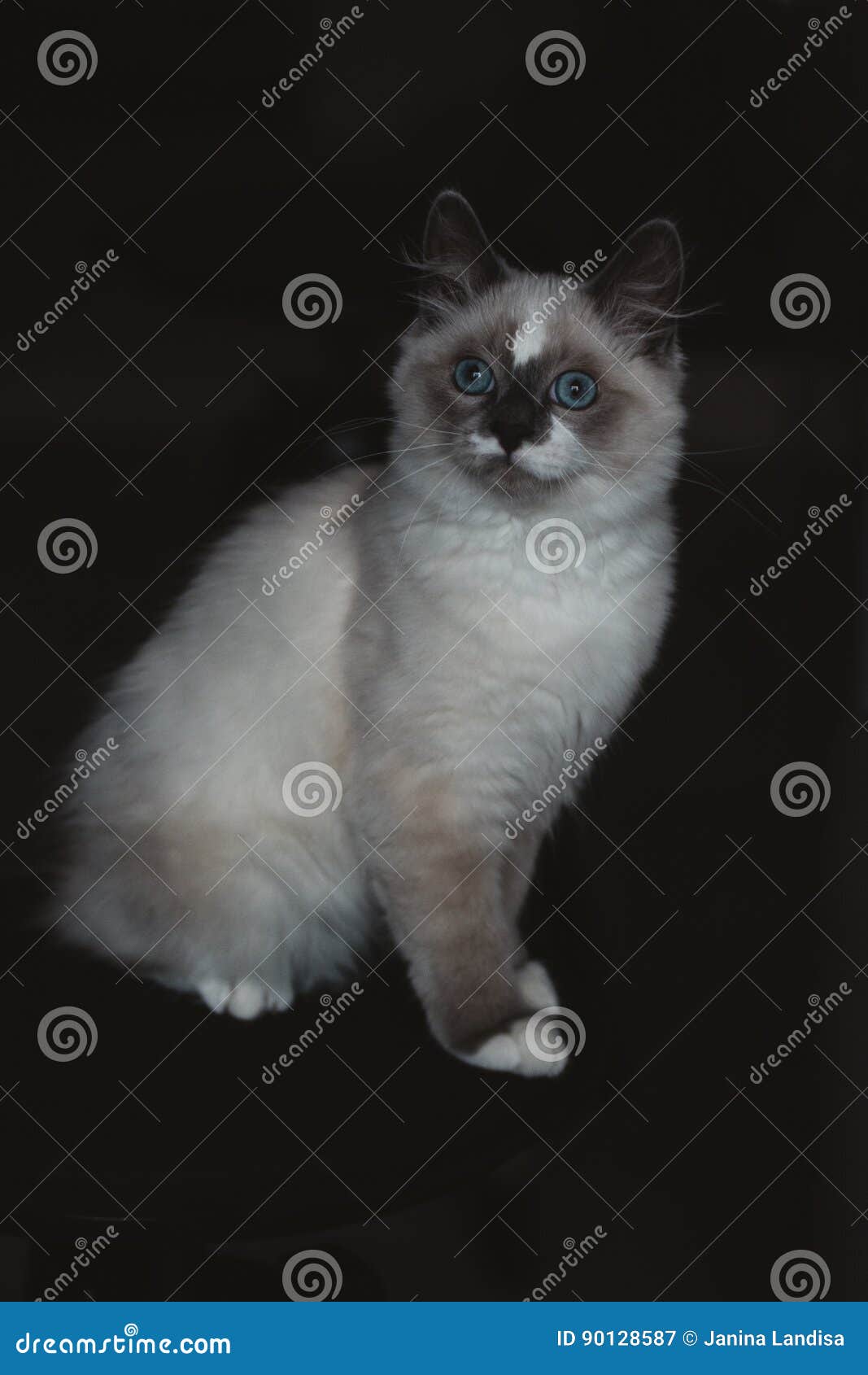 Seduta Del Gatto Di Ragdoll Immagine Stock - Immagine di luminoso ...