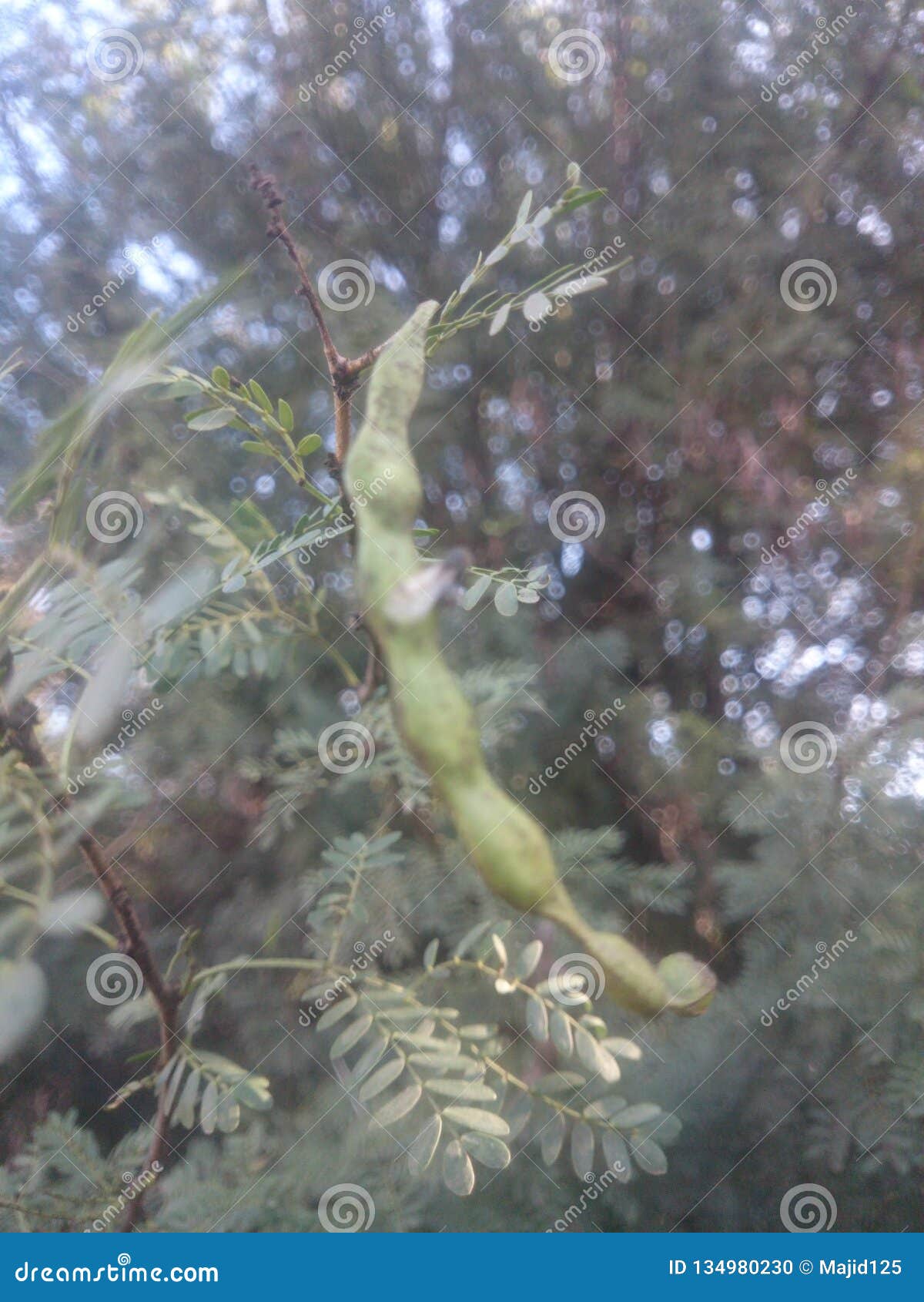 Seed of acacia stock photo. Image of beautiful, nature 134980230