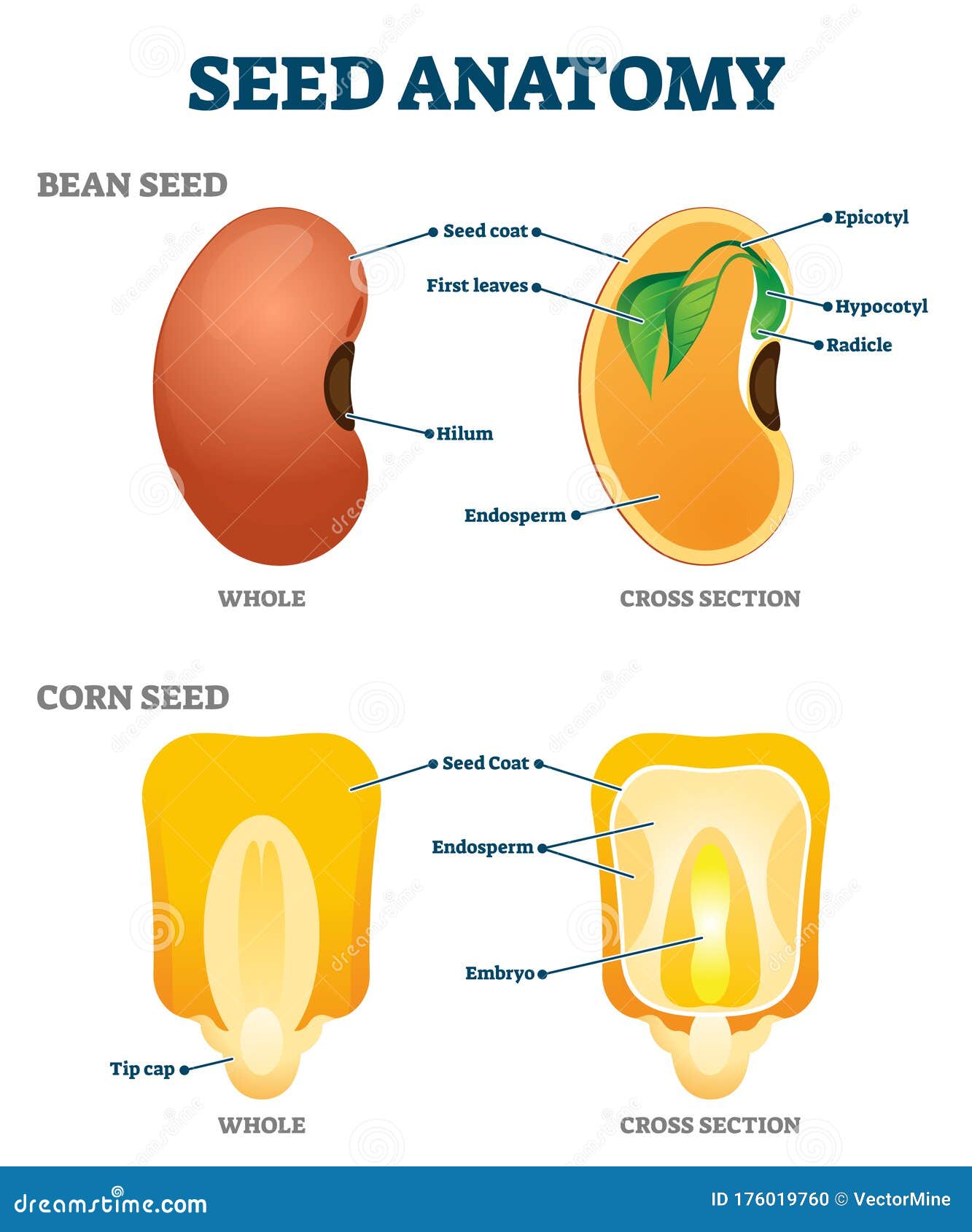 seed anatomy  . labeled educational botany structure scheme