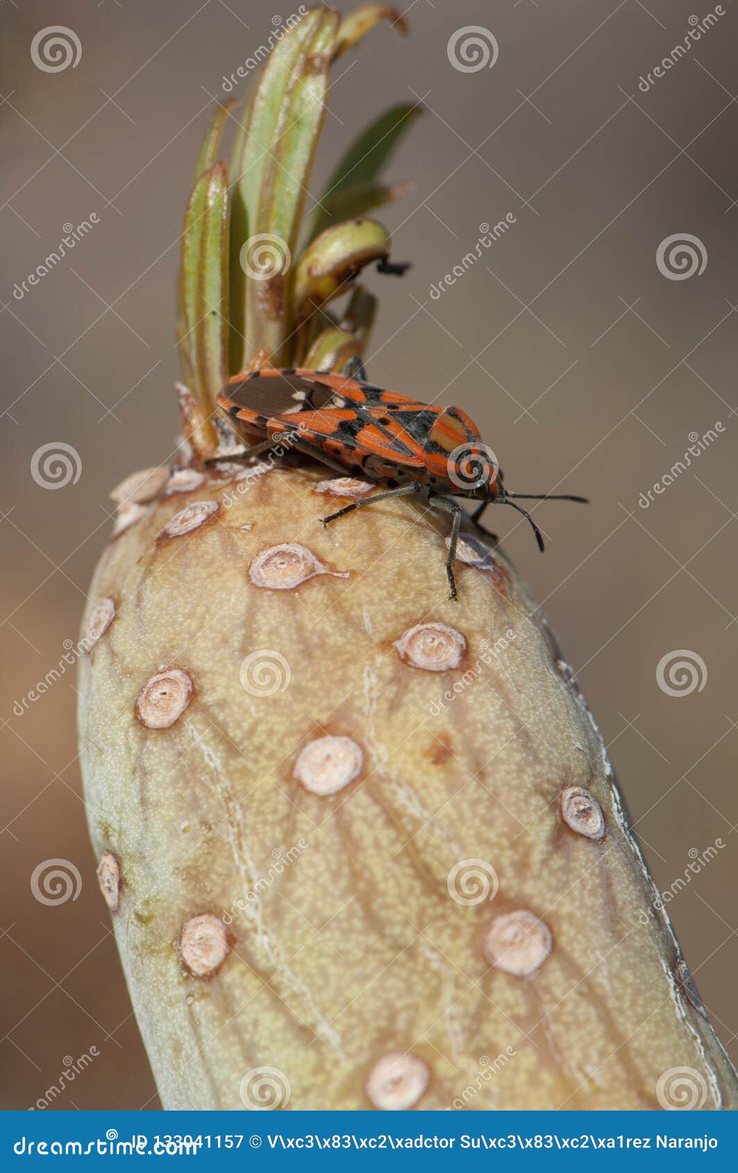 seed bug spilostethus pandurus on a senecio kleinia.