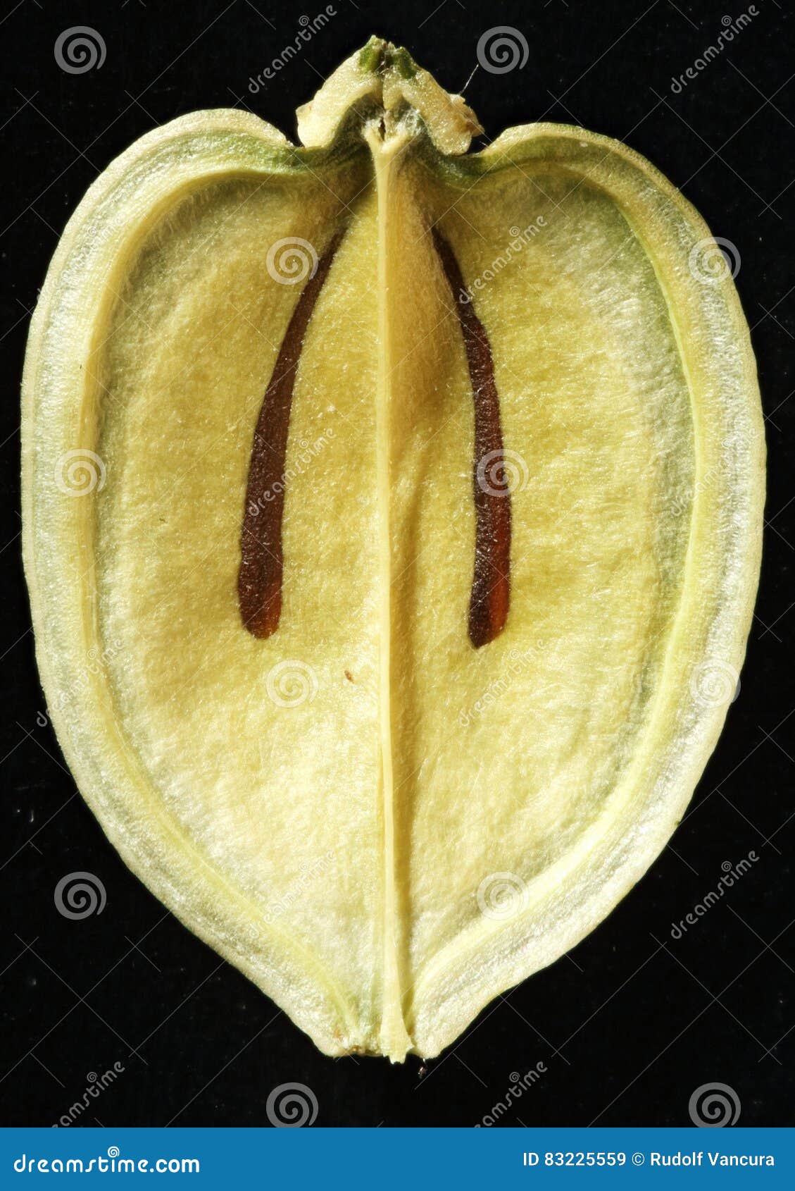 seed capsula inside carum carvi