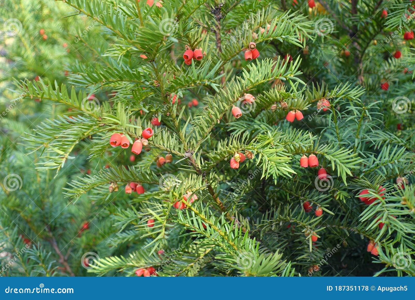 Seed Cones on Branches of Yew Stock Photo Image of green, flora