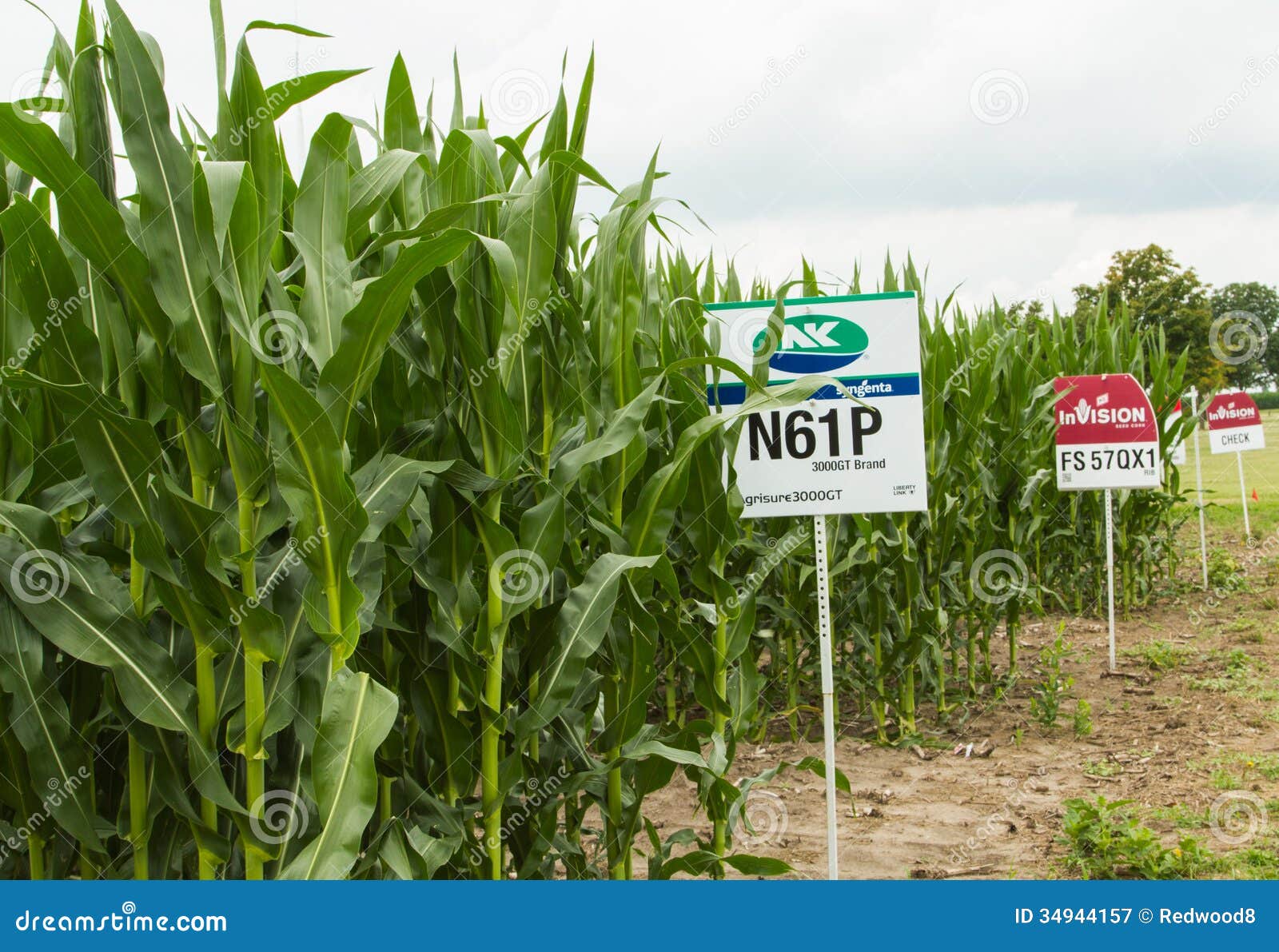 Corn Plots In Farmland Corn Field Corn Planting Corn Cultivation Stock