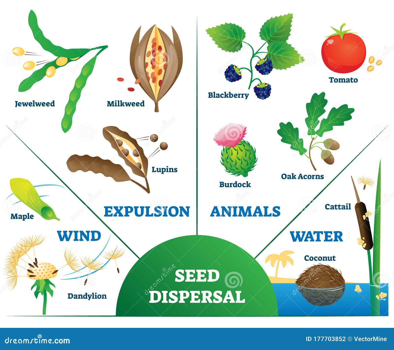 Seed Dispersal Vector Illustration. Labeled Plant Movement Division Scheme. Stock Vector - Illustration of infographic, info: 177703852 Seed Dispersal Vector Illustration. Labeled Plant Movement Division Scheme. Stock Vector - Illustration of infographic, info: 177703852