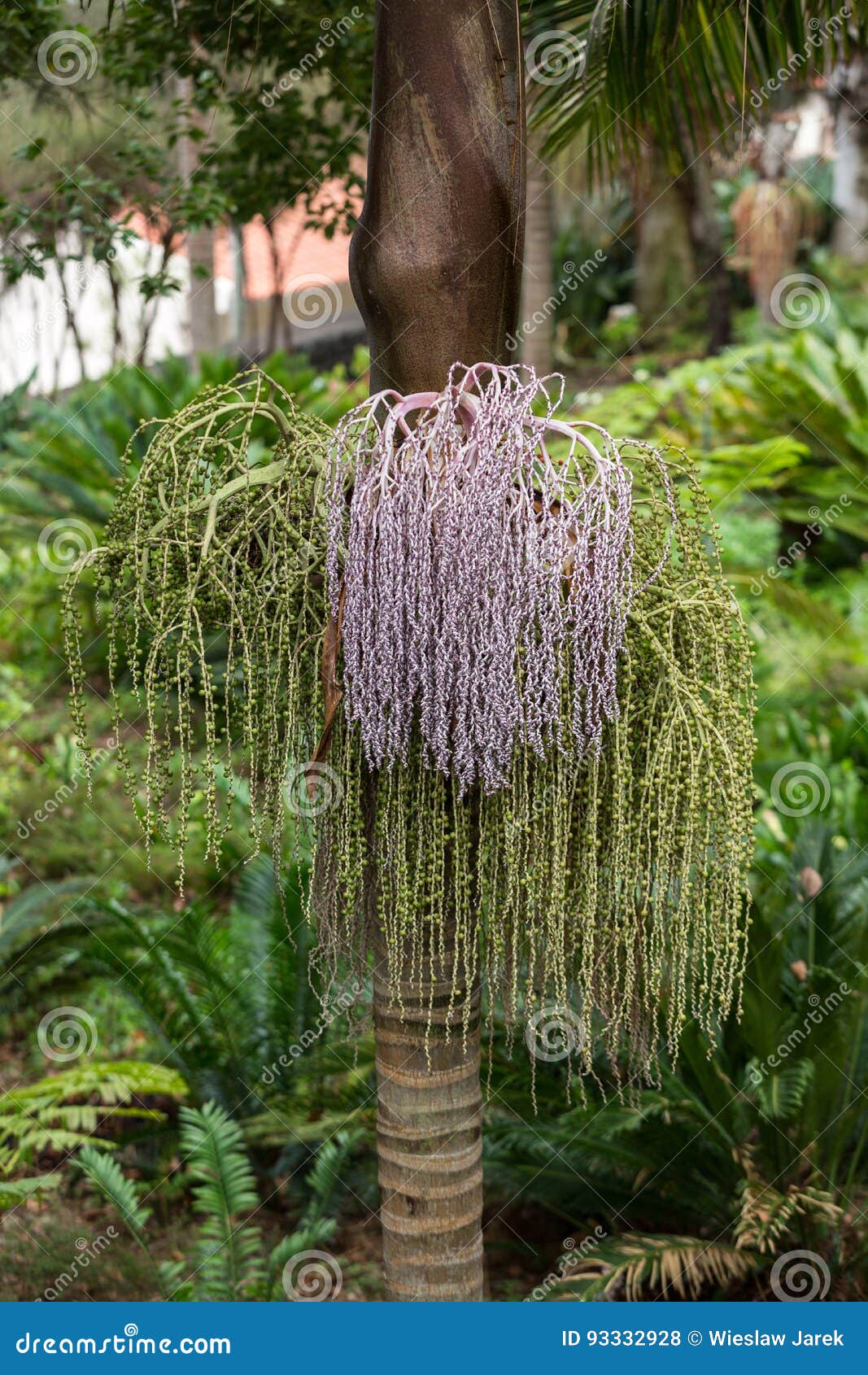 Archontophoenix cunningham 10 Seeds Bangalow Palm