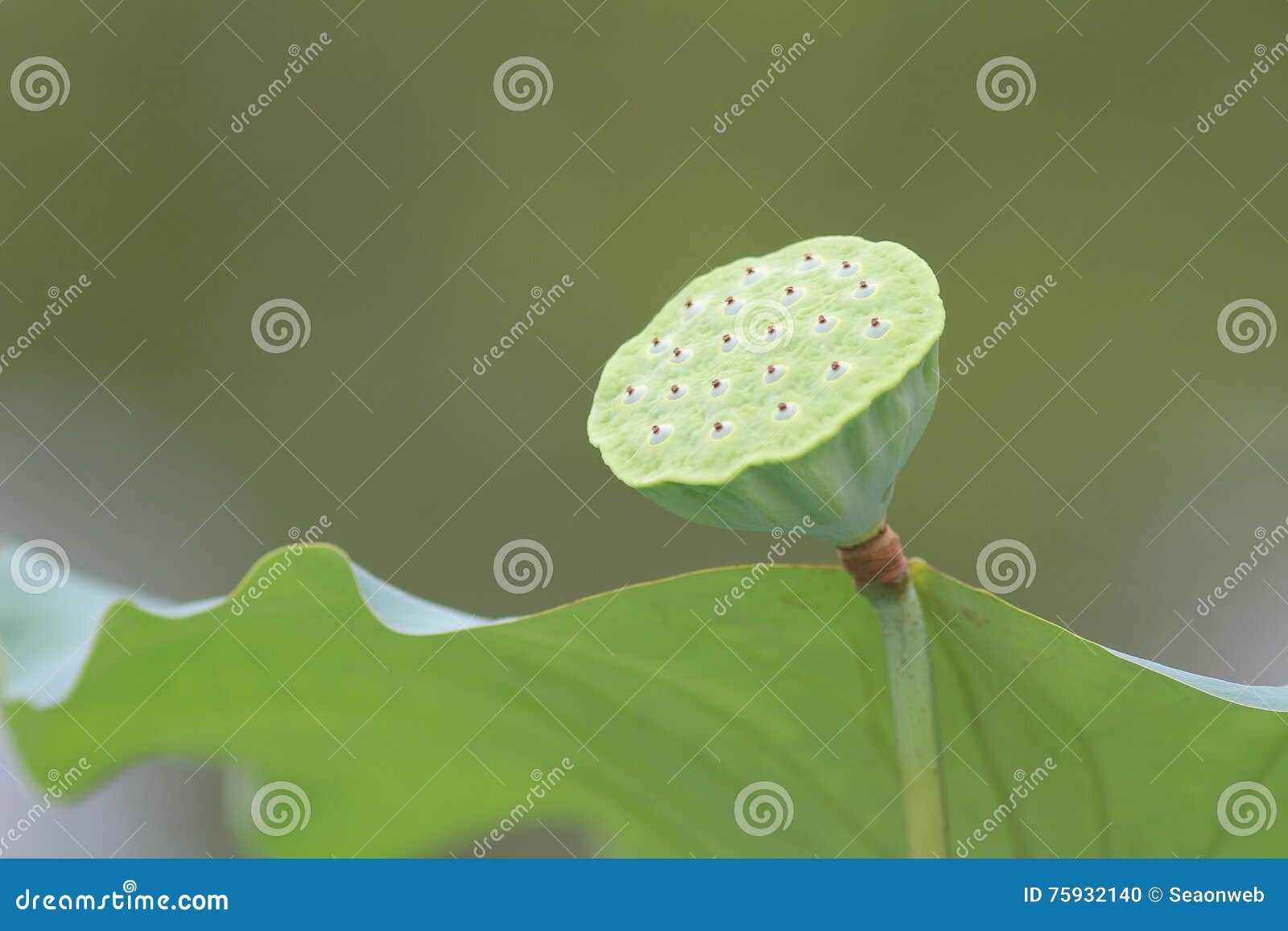 Seed Head of a Lotus Flower. Stock Photo Image of botany, food 75932140