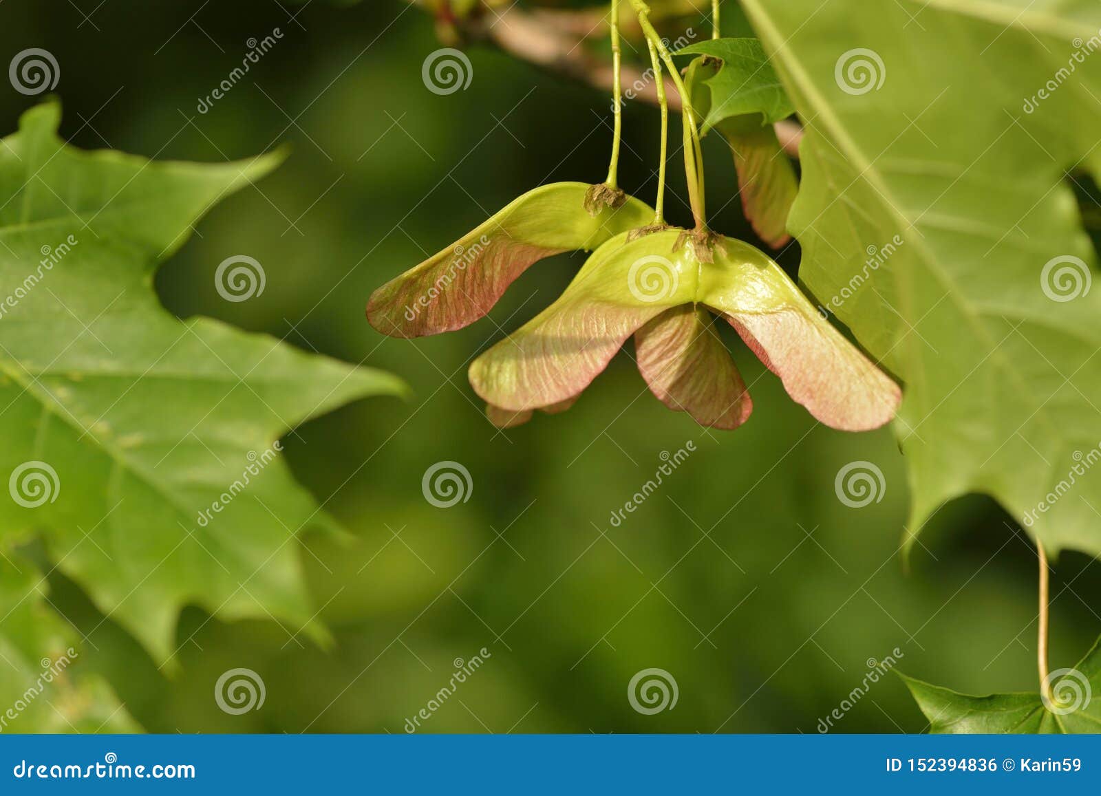 Seed From Norway Maple Stock Photo Image Of Closeup