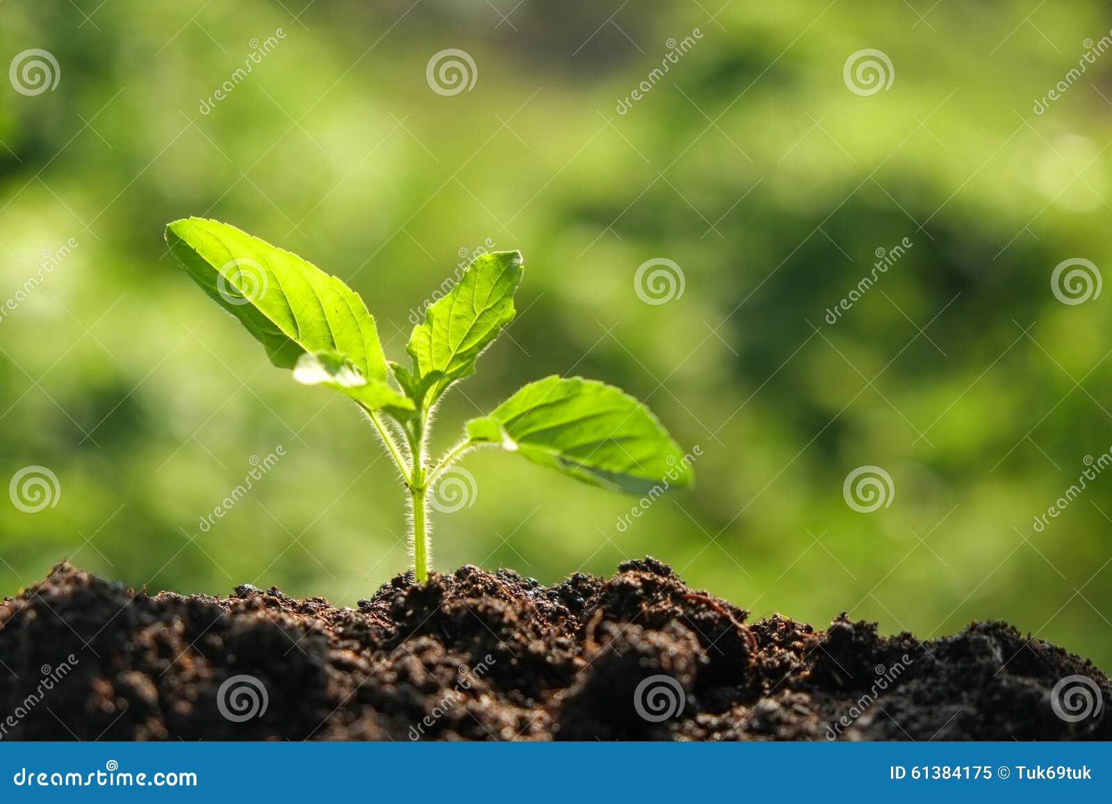 Organic Soil, Humus, Compost And Earthworms On Shovel Over Compost Heap