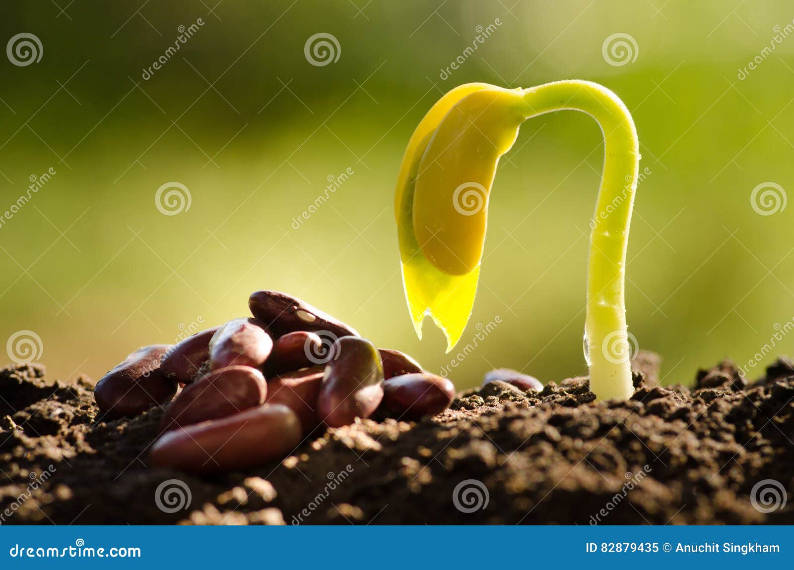 Seed for Planting and Germinating Seed Grow Over Back Soil Stock Image
