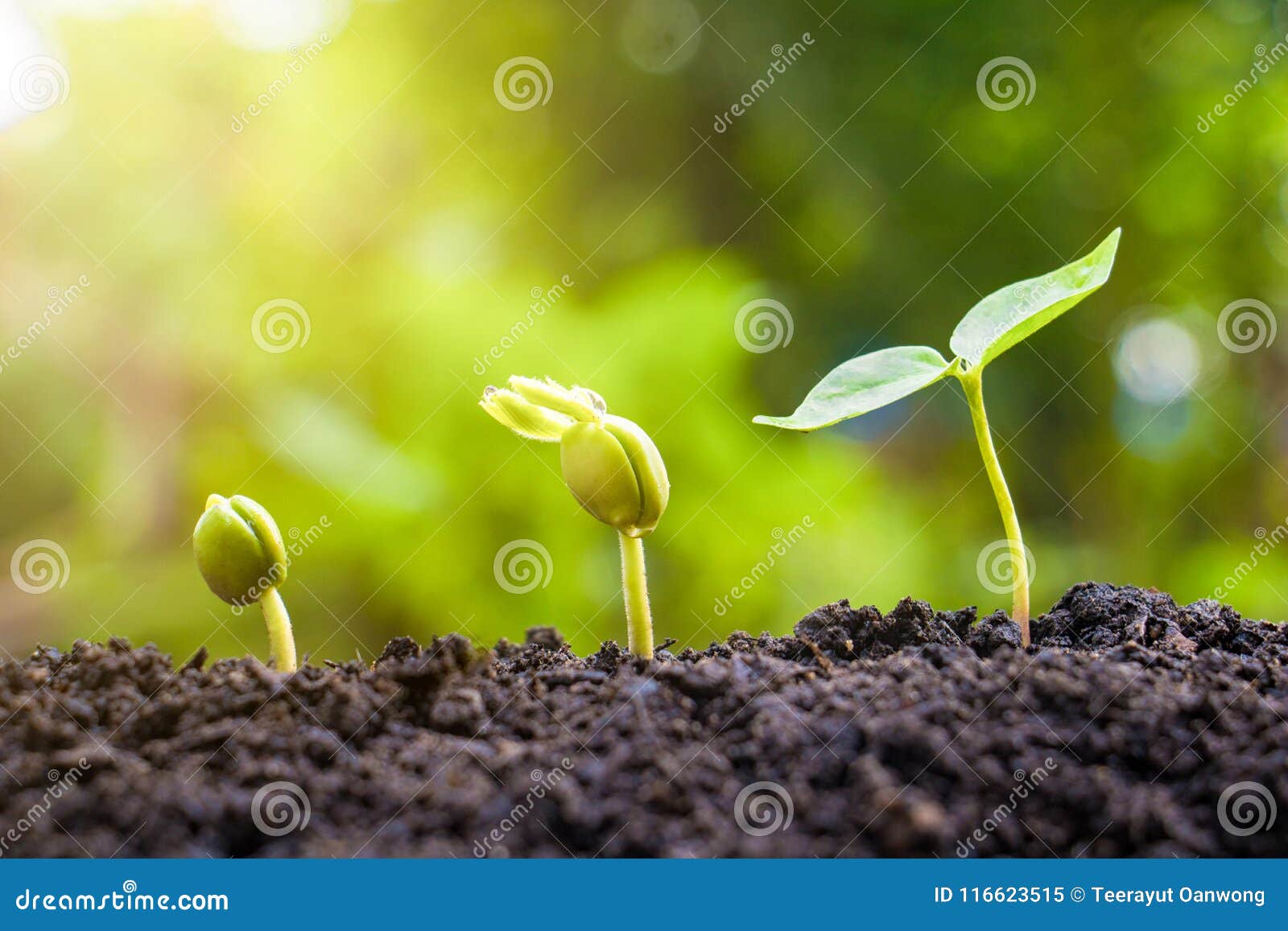 Seed plants are growing. stock image. Image of environment 116623515