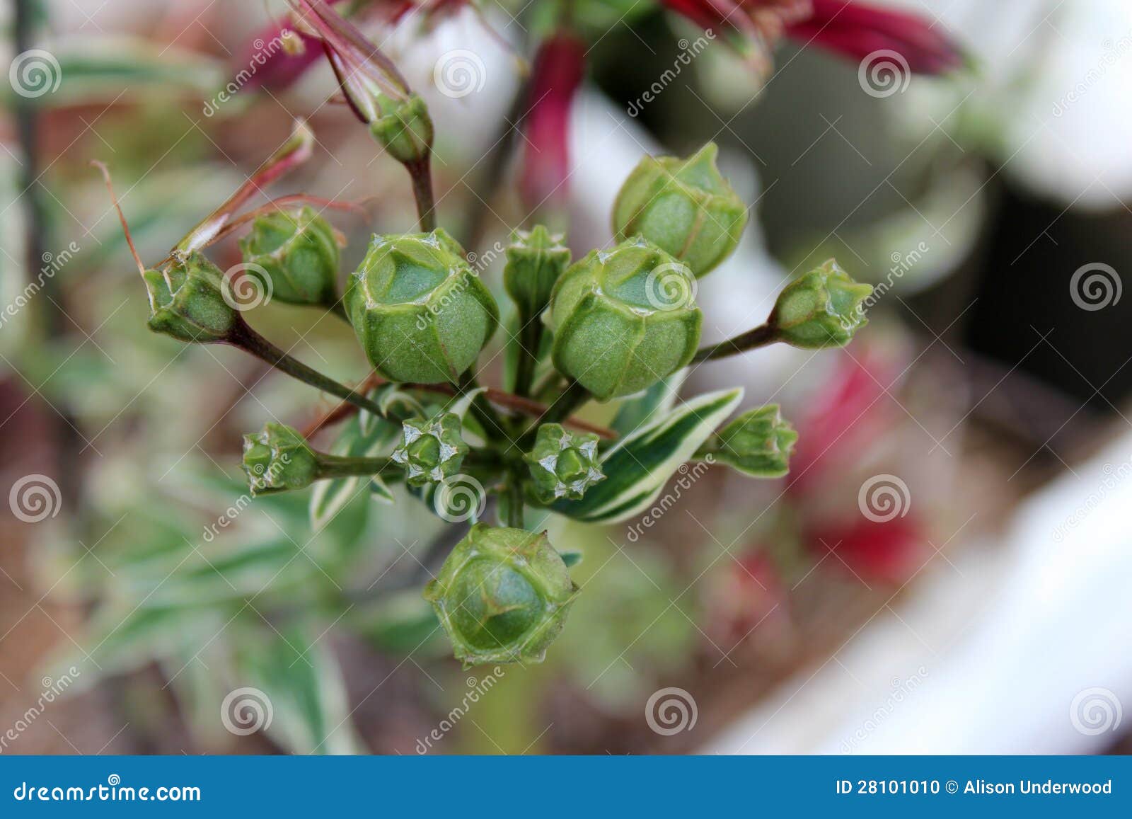 Seed Pods of Alstromeria Variegata Flower Stock Photo Image of
