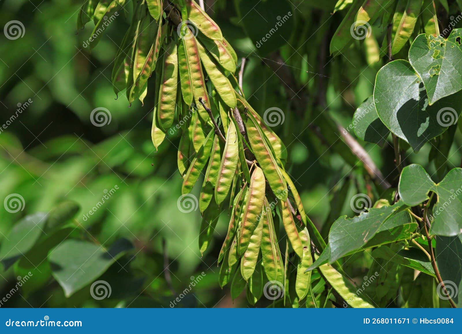 the seed pods of cercis chinensi