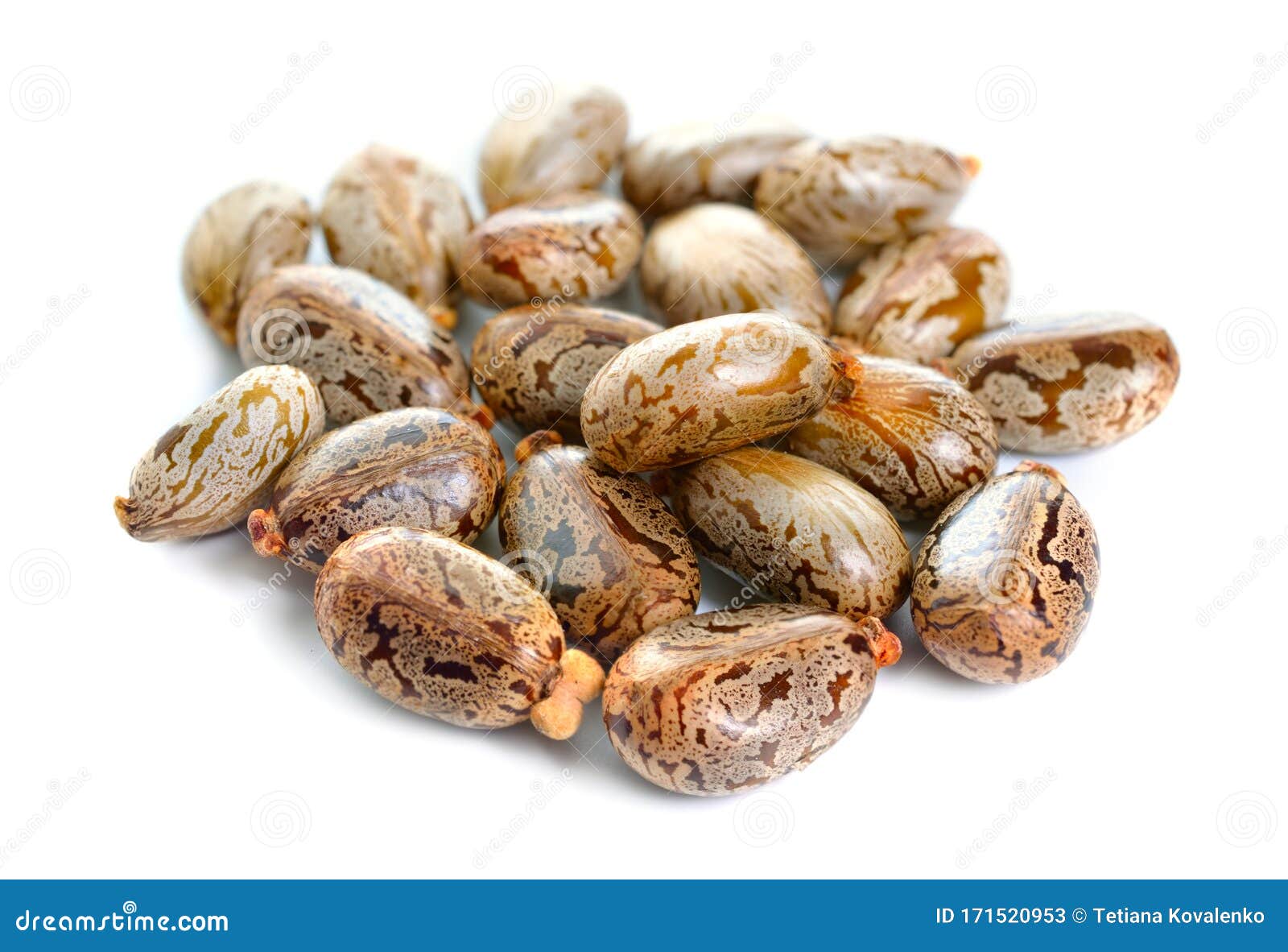 seed of ricinus communis, the castor bean or castor oil plant.  on white background