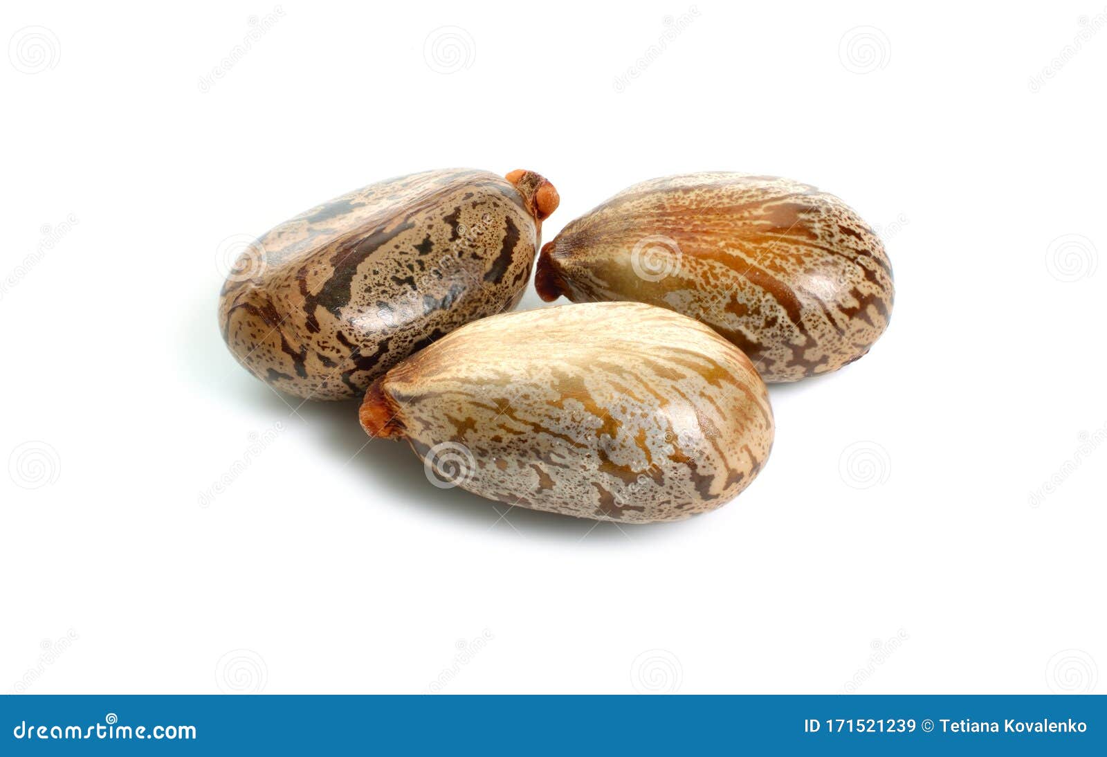 seed of ricinus communis, the castor bean or castor oil plant.  on white background