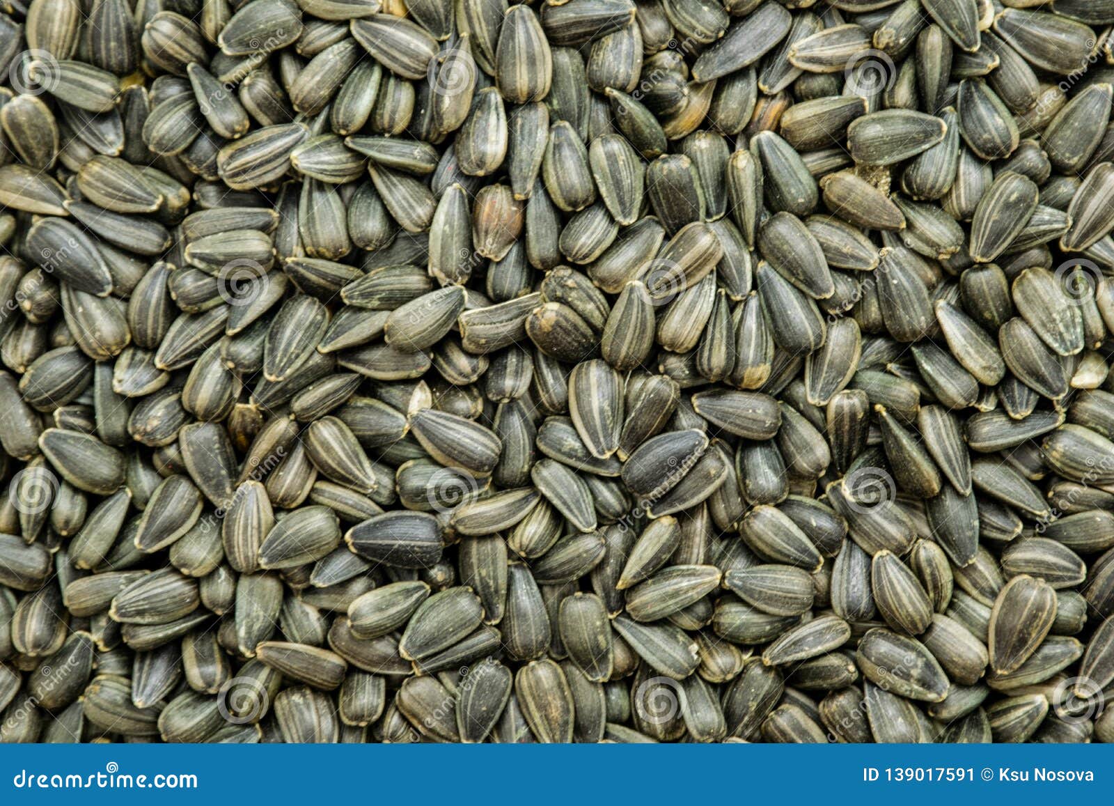 Seed Sunflower Seeds. Painted Agro Color for Sorting and Labeling Stock Image Image of pink