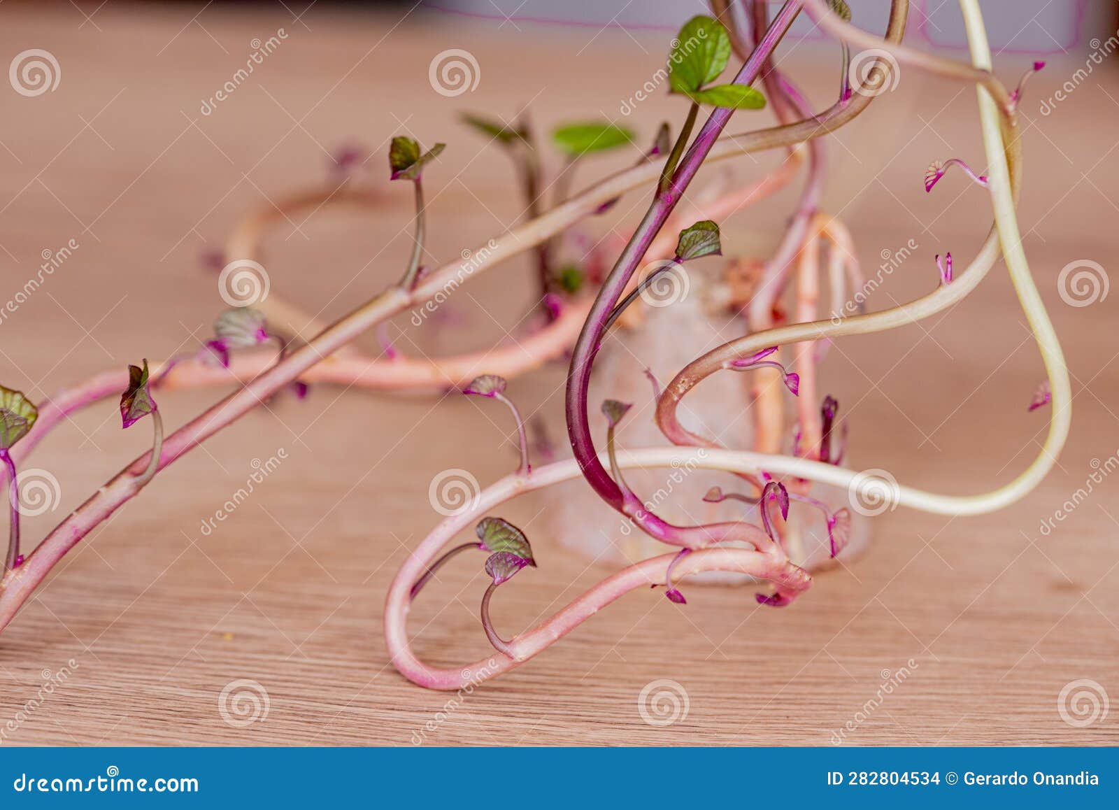 Seed of Sweet Potato Plant in Full Germination Process Stock Photo