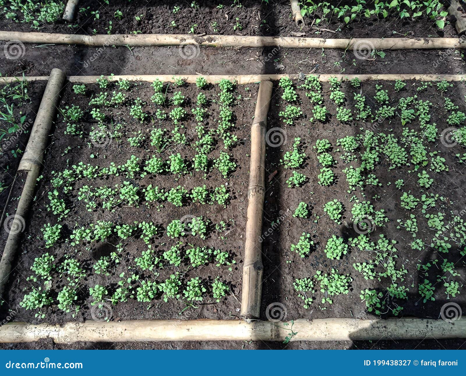 Seeding of Mustard Greens Using Traditional Methods Stock Image Image