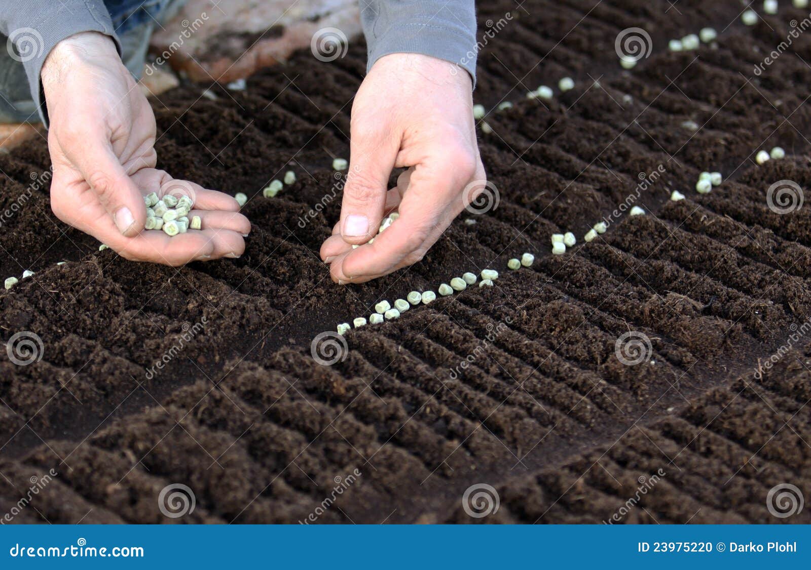 Seeding Vegetable Seeds on the Garden Bed Stock Photo Image of time