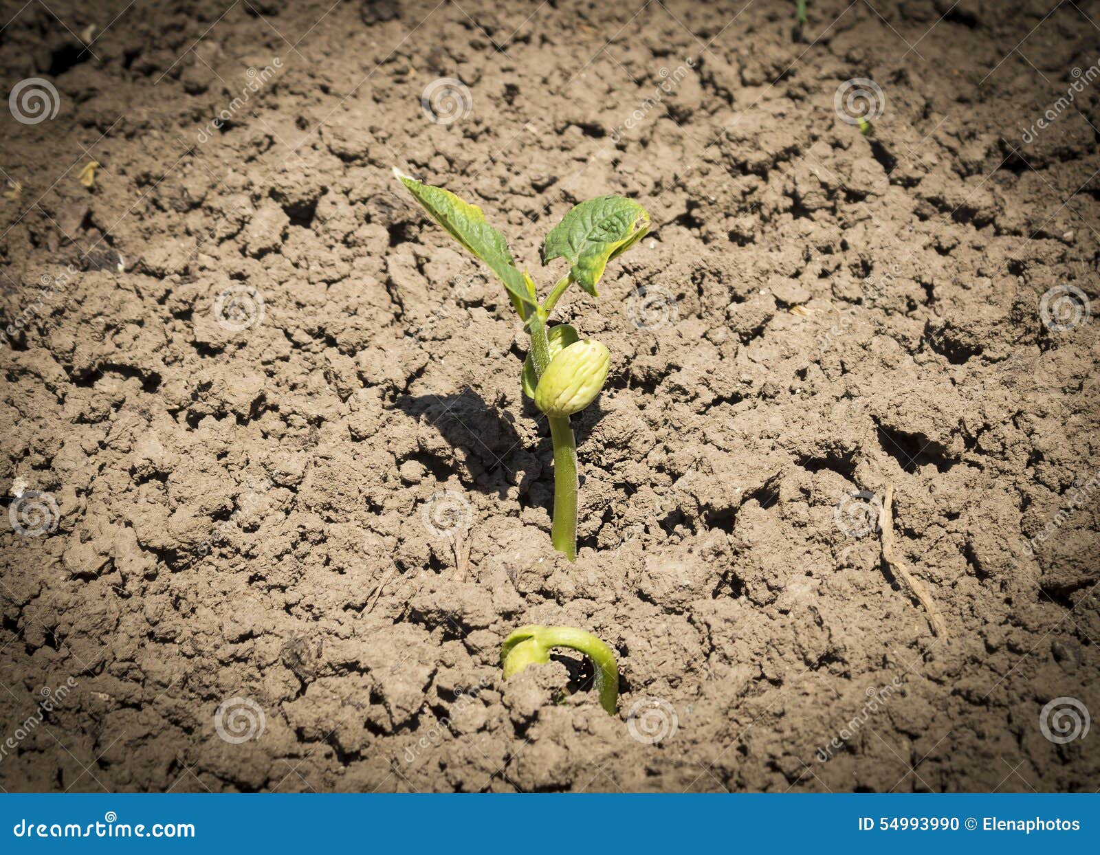 Seedling beans stock photo. Image of ecology, countryside 54993990