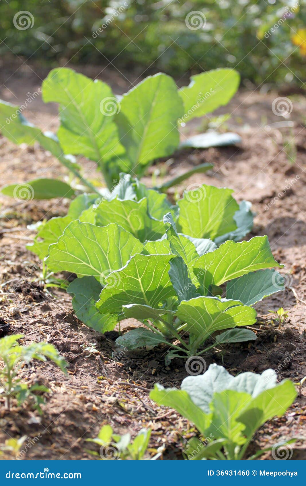 Seedling of Brassica. stock photo. Image of herbal, soil 36931460