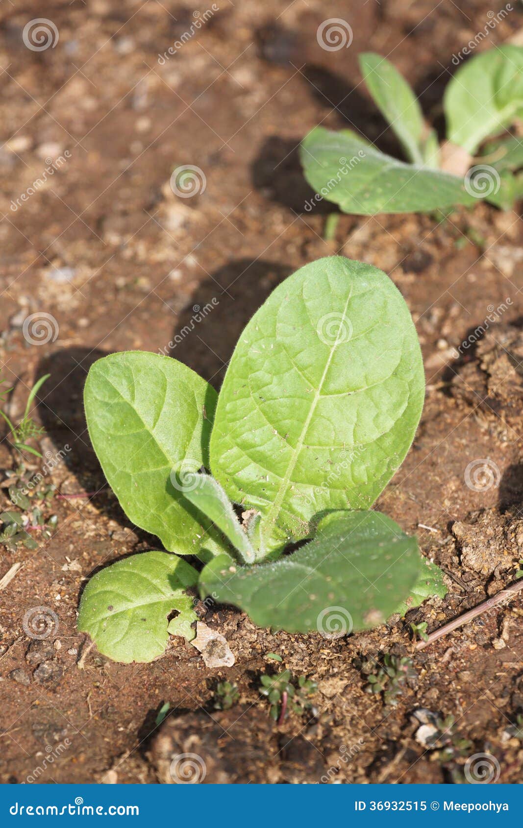 Seedling of chinese kale. stock image. Image of alboglabra 36932515