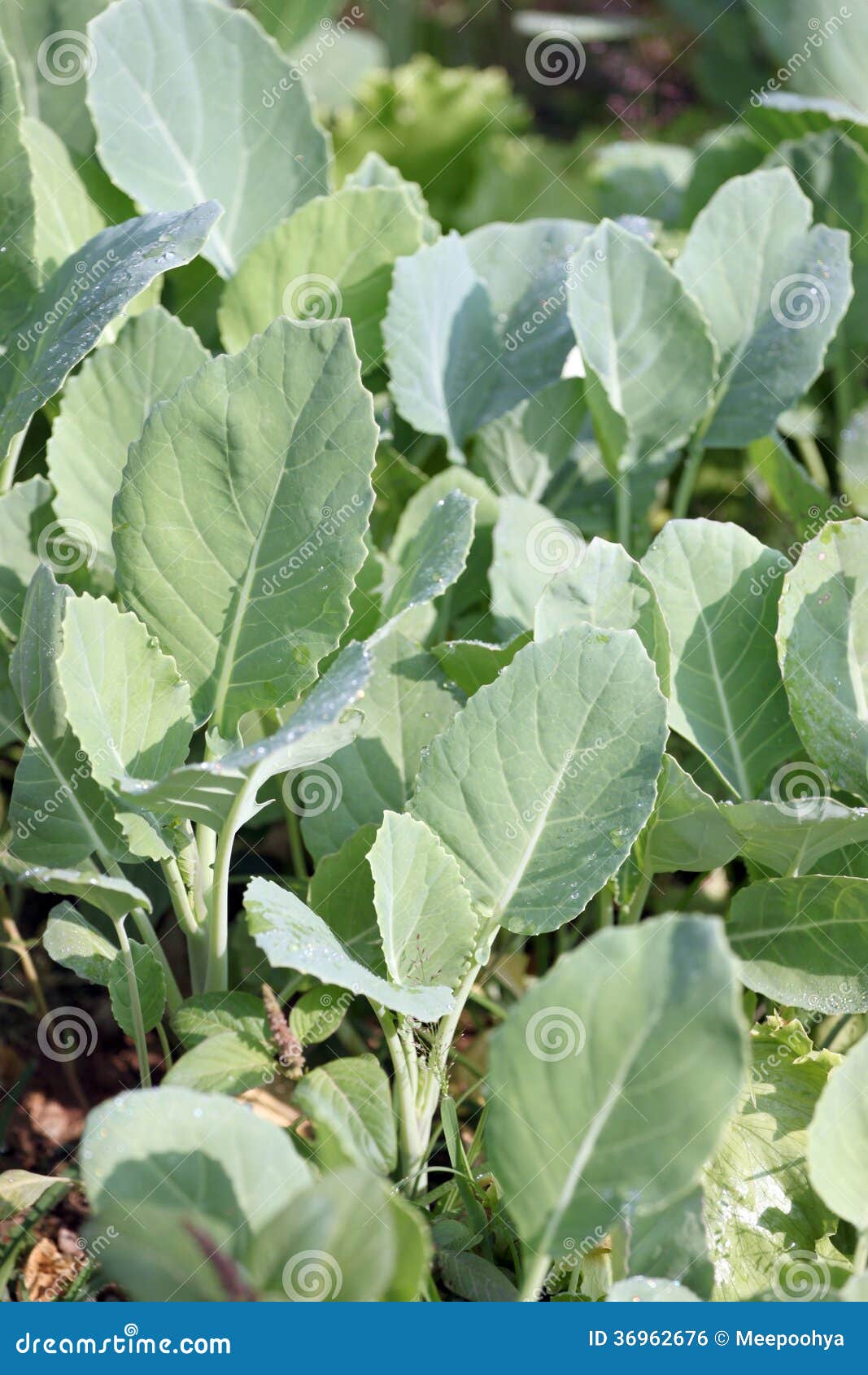Seedling of chinese kale. stock photo. Image of herbal 36962676