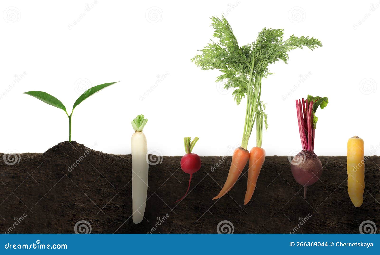 Seedling and Different Root Vegetables Growing in Soil Against White Background Stock Photo
