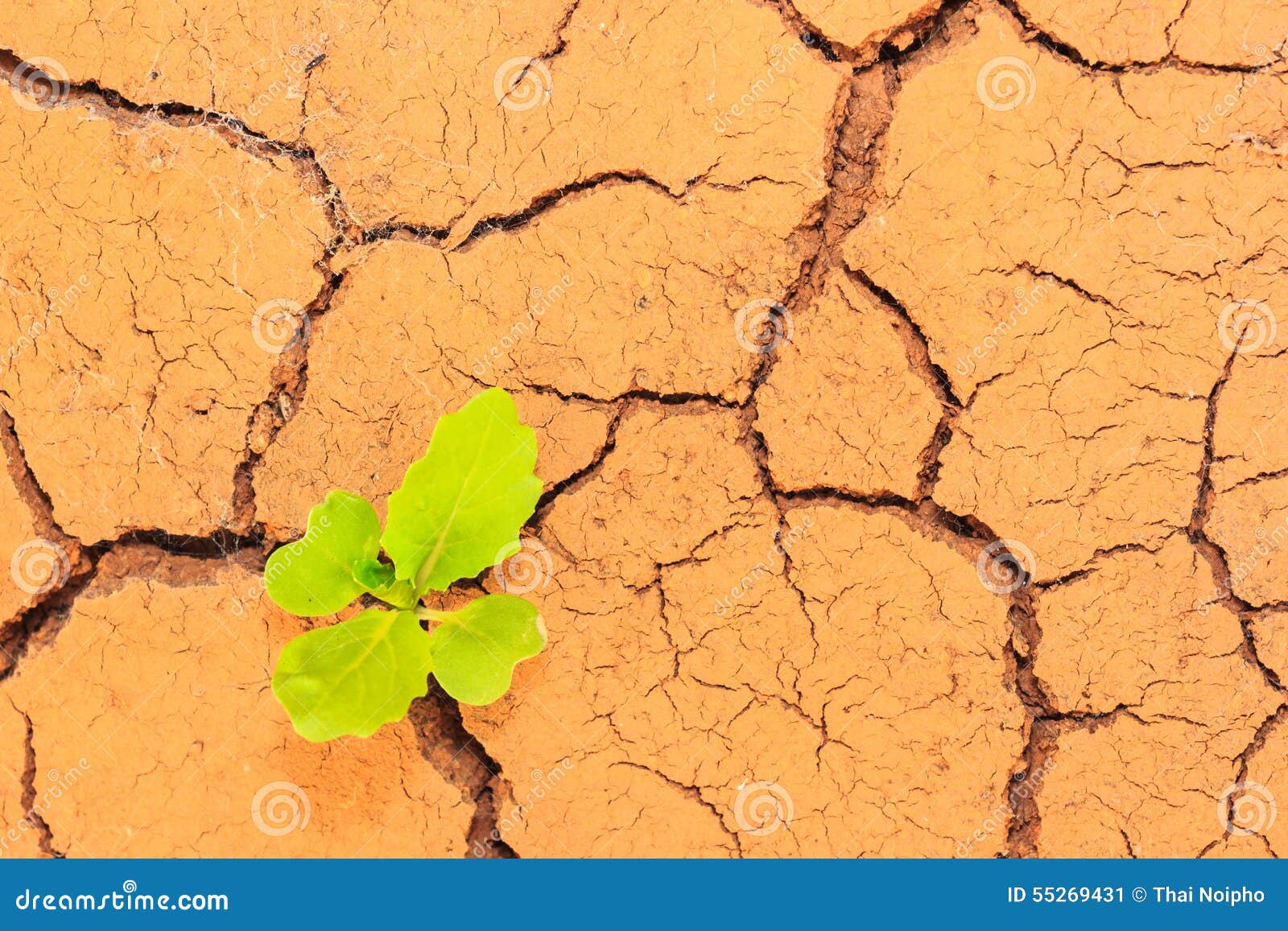 Seedling Growing Trough Dry Soil Cracks Stock Image Image of drought