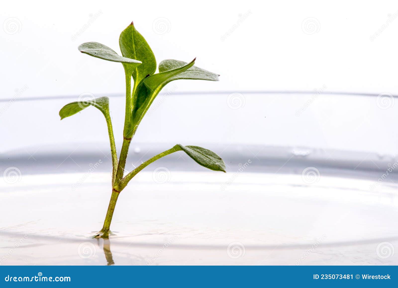 seedling grown in vitro in the laboratory inside the agar