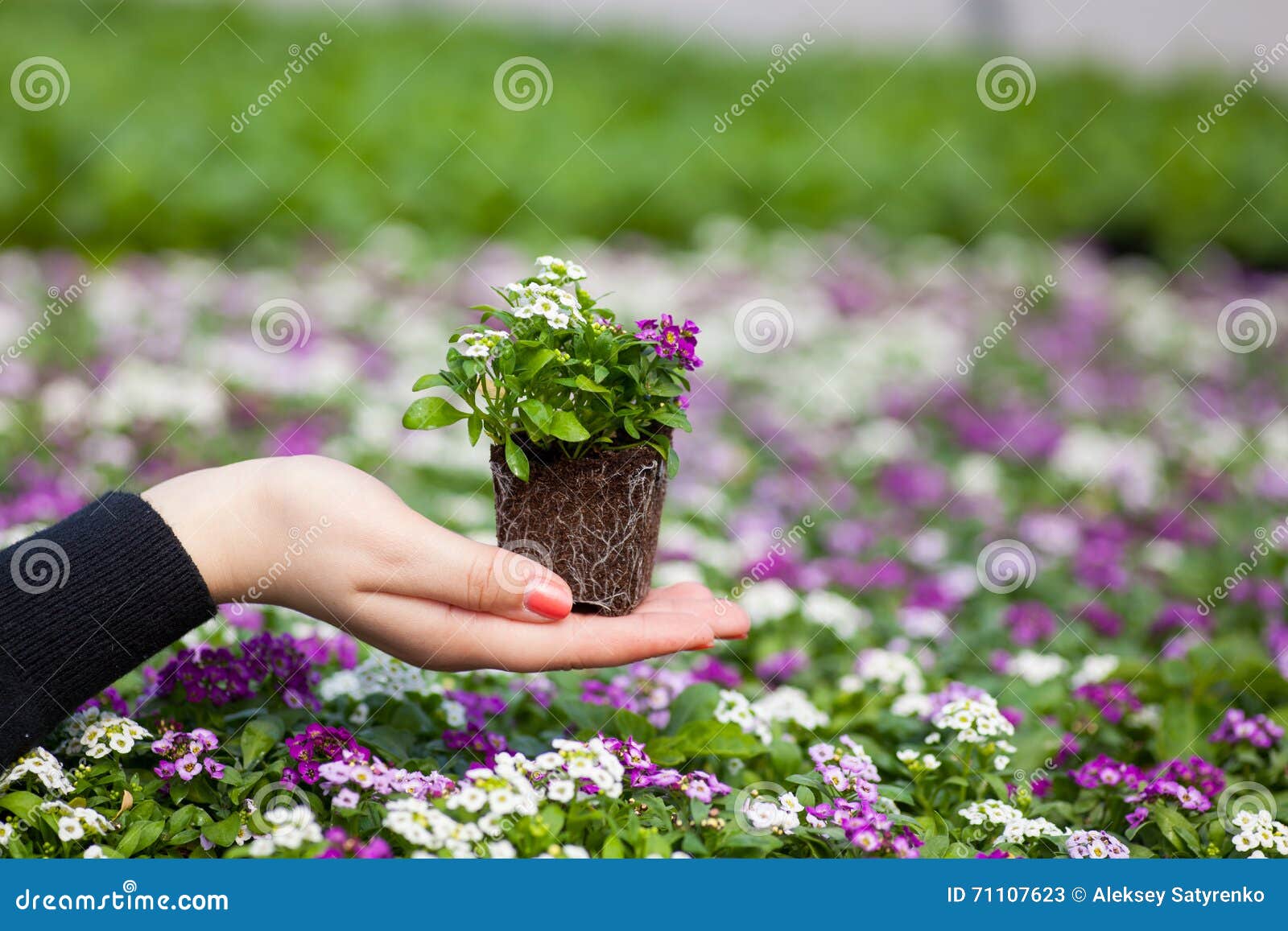 seedling holding close up of pretty pink, white and purple alyssum flowers, the cruciferae annual flowering plant