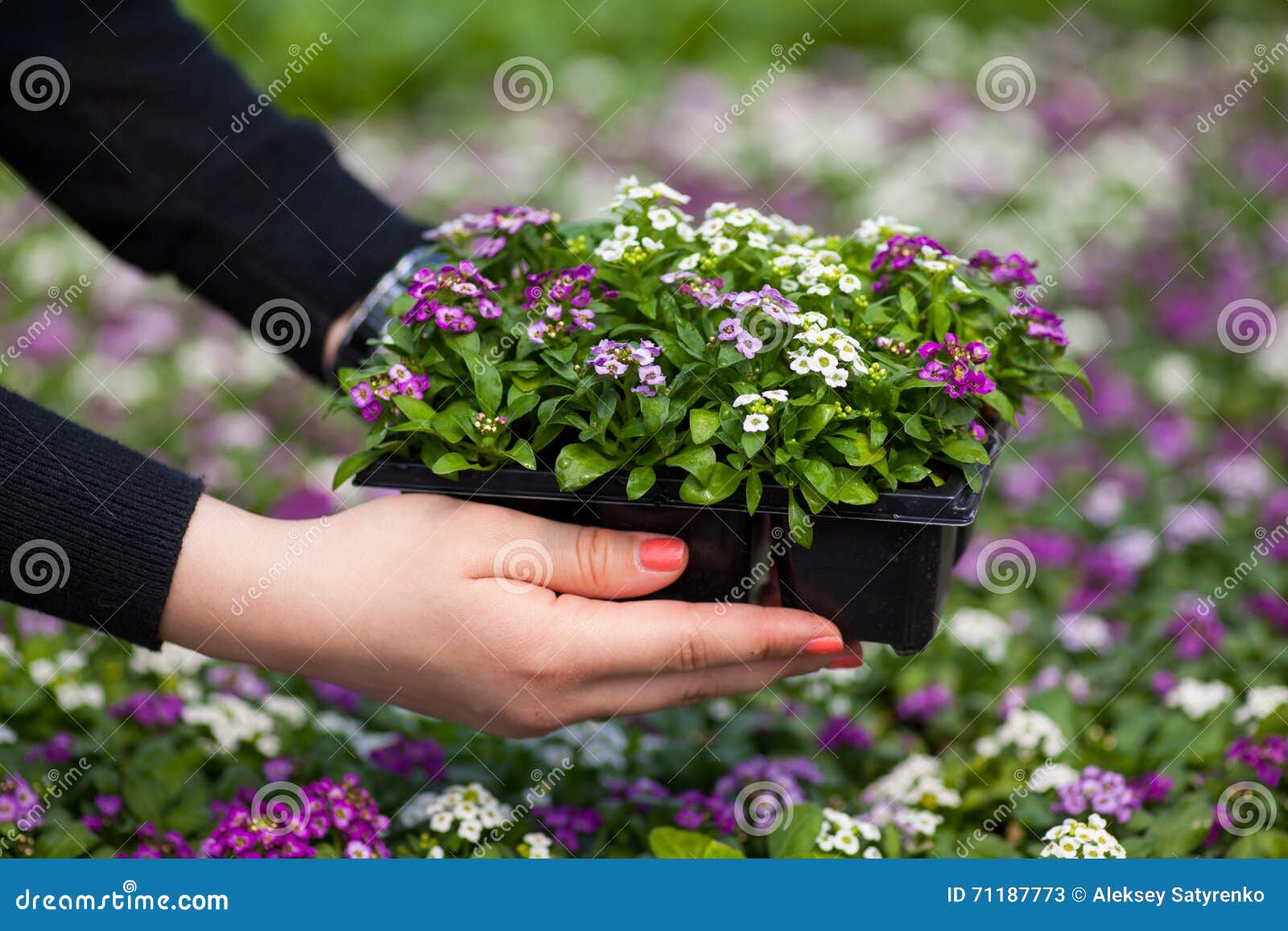 seedling holding close up of pretty pink, white and purple alyssum flowers, the cruciferae annual flowering plant