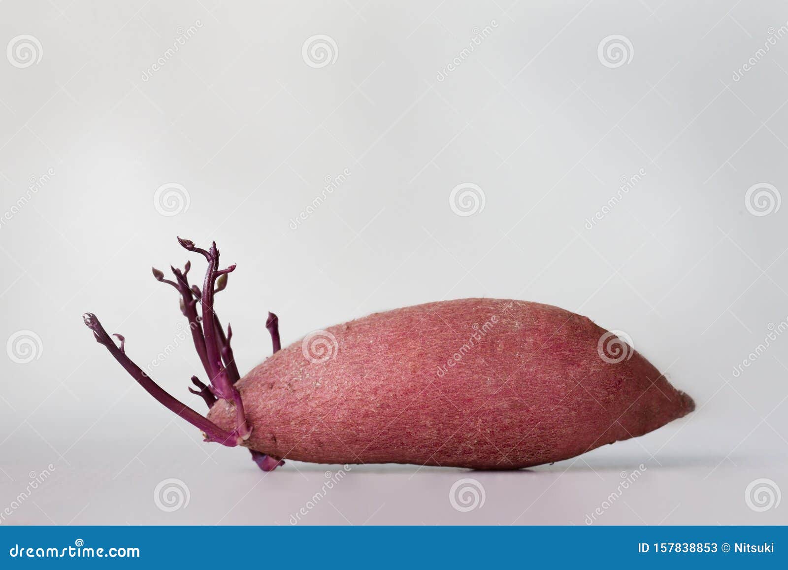 murasaki sweet potato benefits murasaki sweet potato benefits