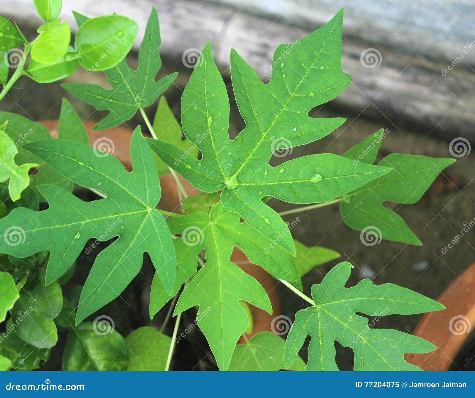 The Seedling of Papaya in the Garden Stock Image - Image of grown ...