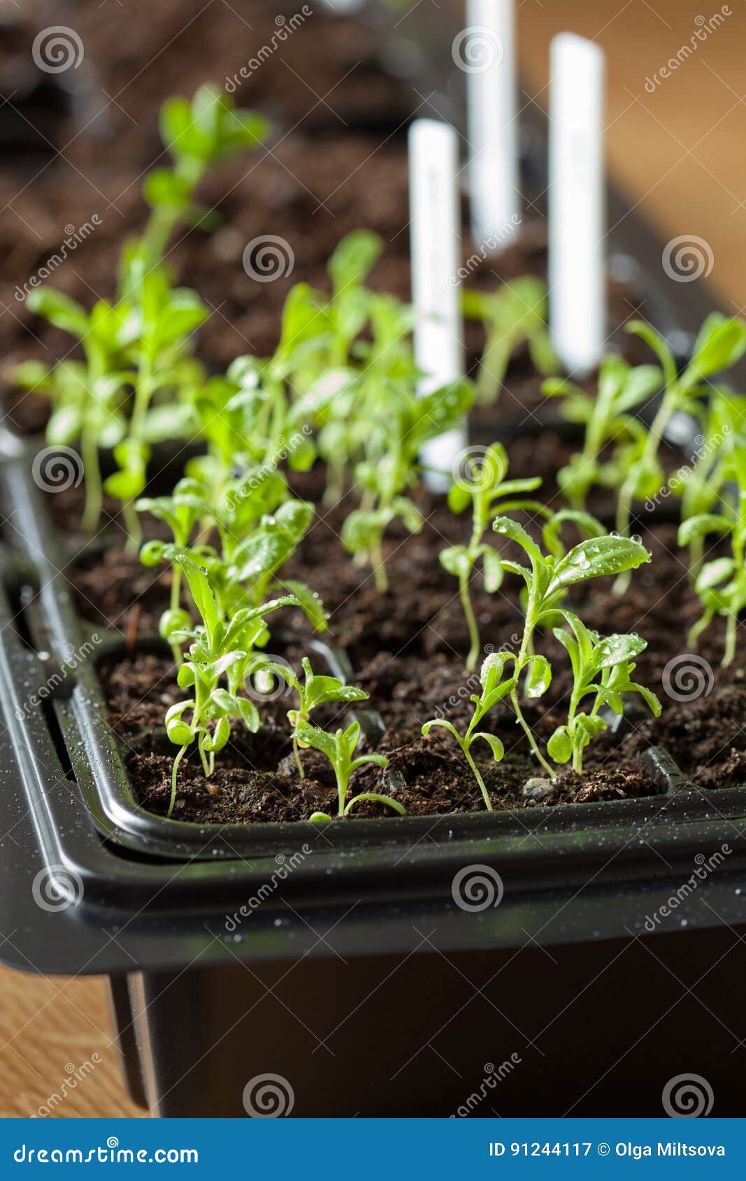 Seedling Plants Growing in Germination Plastic Tray Stock Image Image