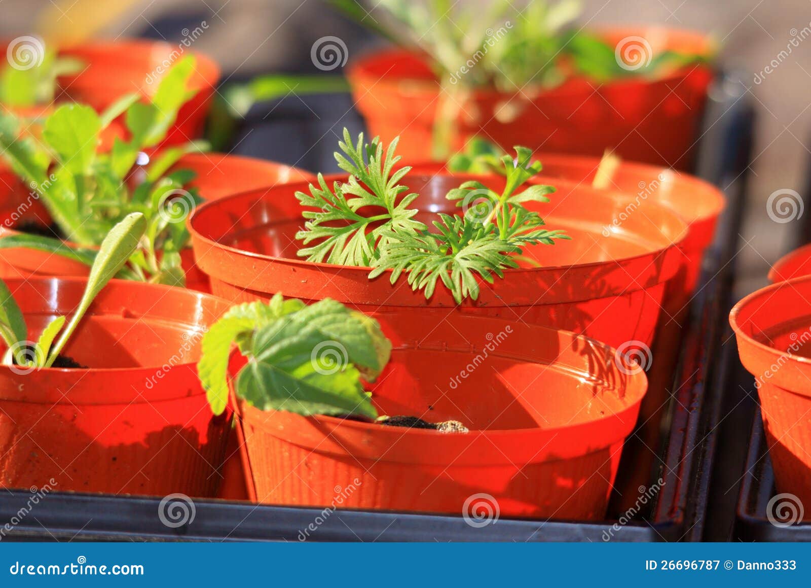 Seedling plants in pots stock image. Image of nature 26696787
