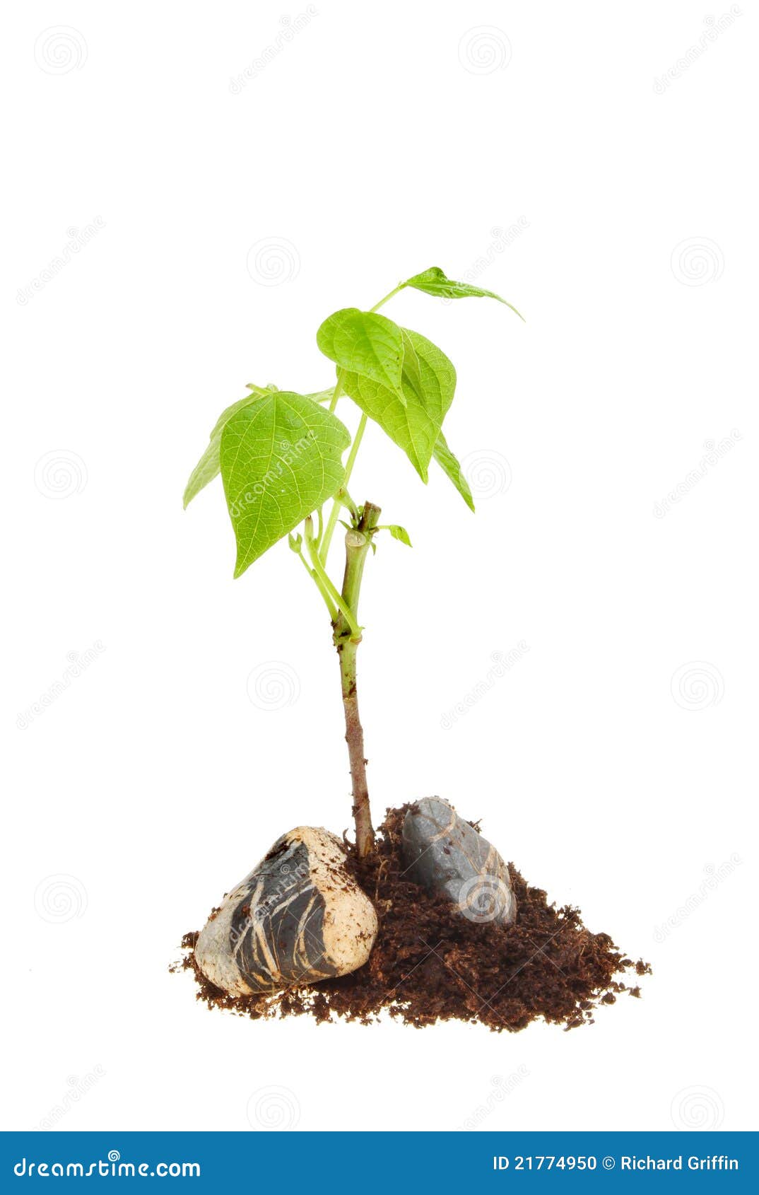 Seedling in rocks and soil stock photo. Image of pebble 21774950