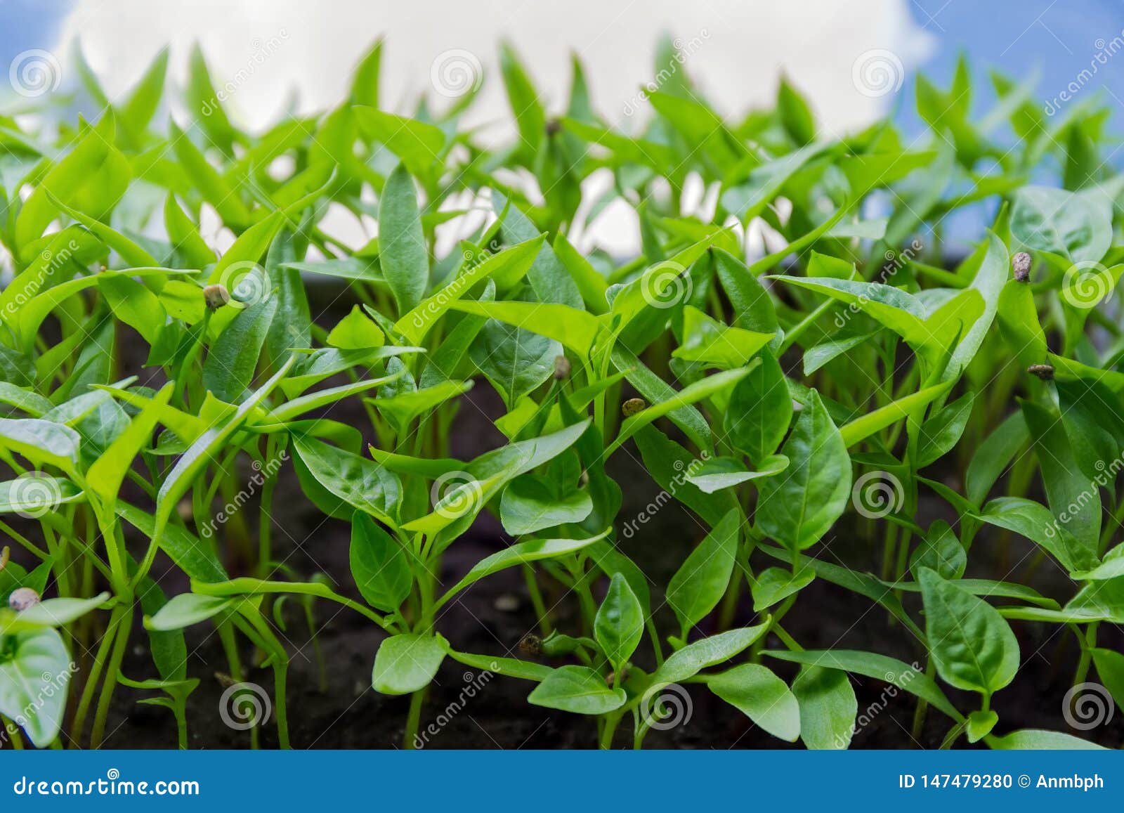 bell pepper seedlings not growing bell pepper seedlings not growing