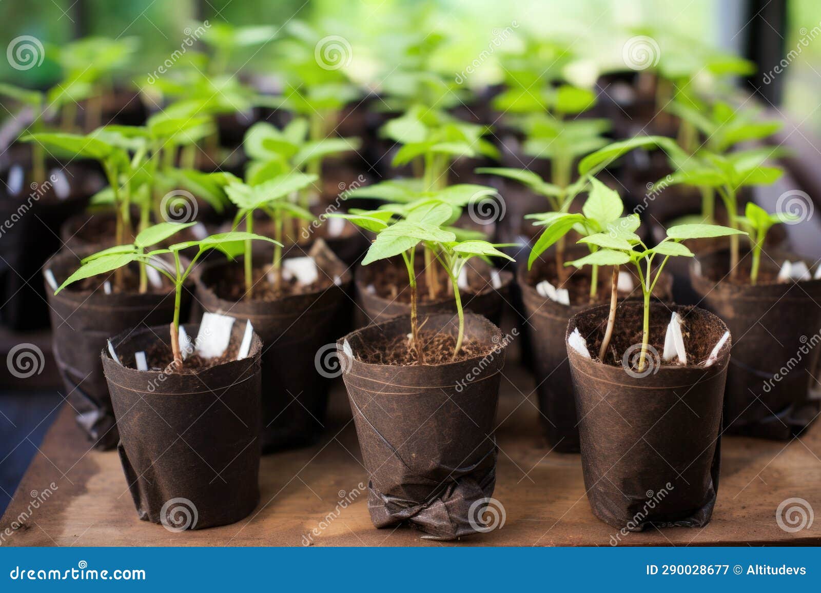 Seedlings in Biodegradable Peat Pots Ready for Planting Stock Image
