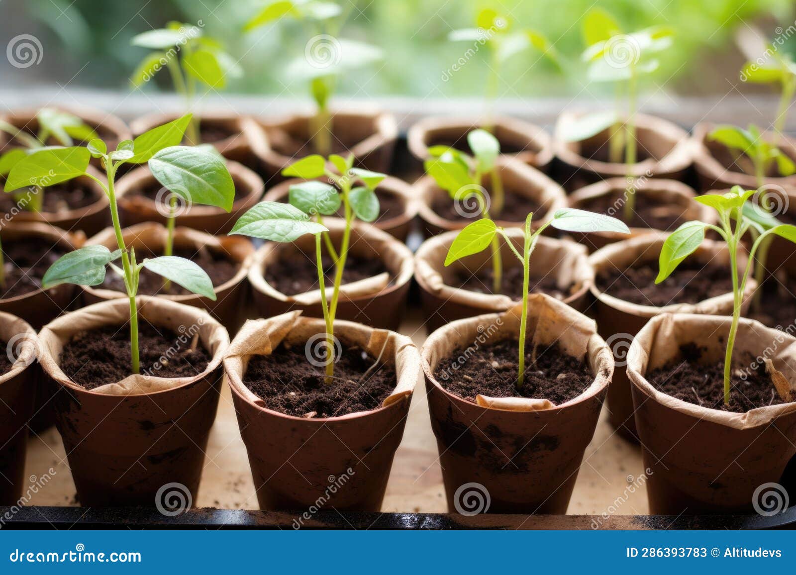 Seedlings in Biodegradable Pots, Ready for Planting Stock Image Image