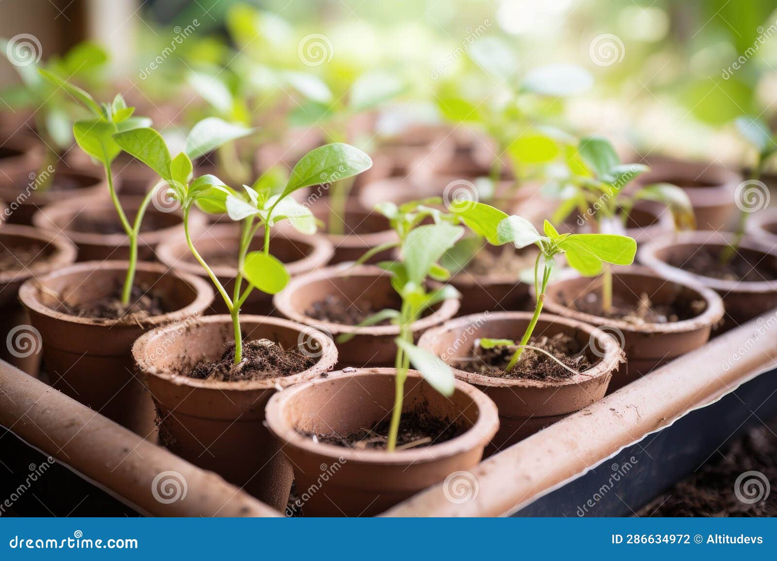Seedlings in Biodegradable Pots Ready for Planting Stock Illustration