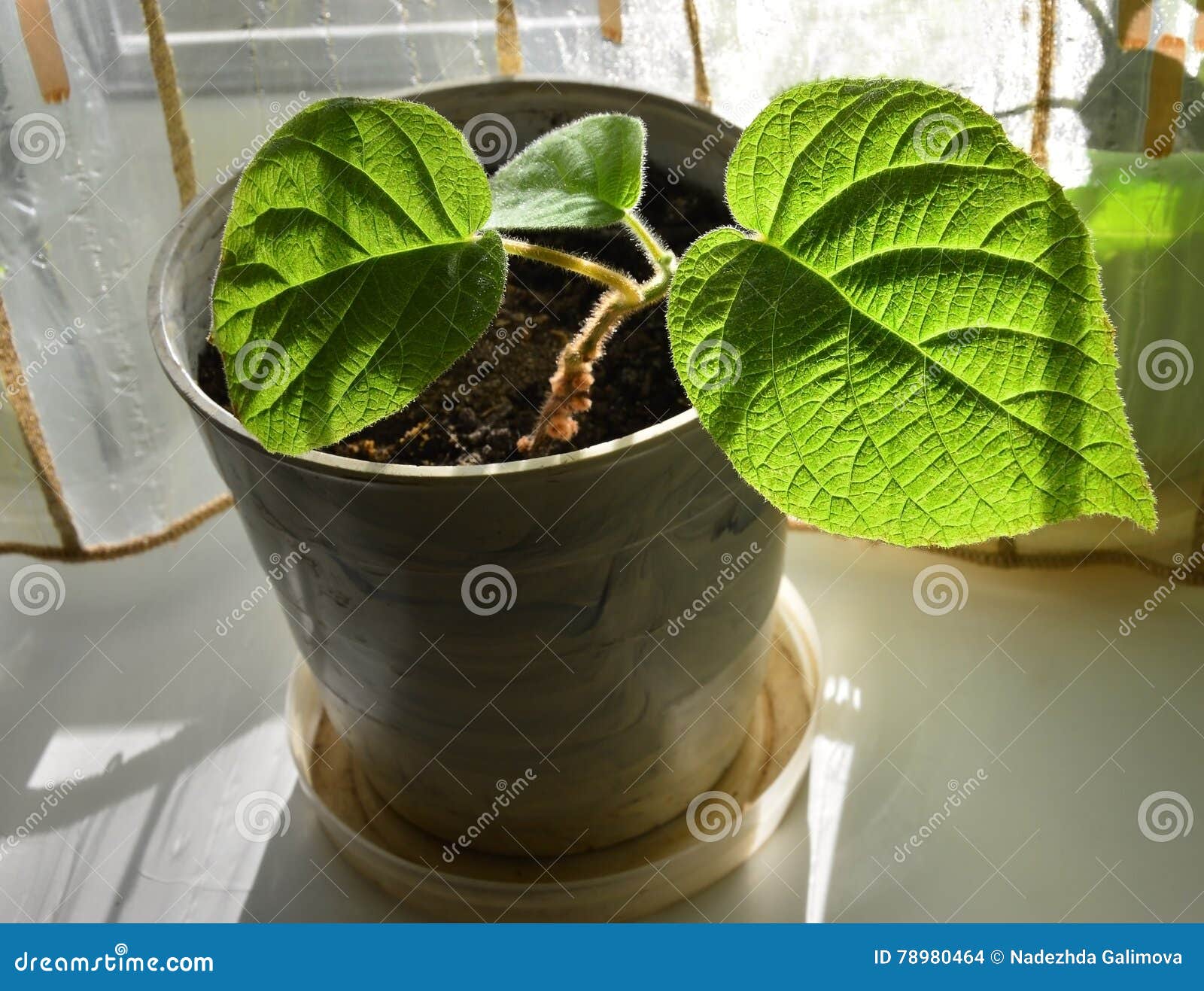 Seedlings. Bush Kiwi in a Pot. Houseplant Photo - Image of plant, leaves: 78980464