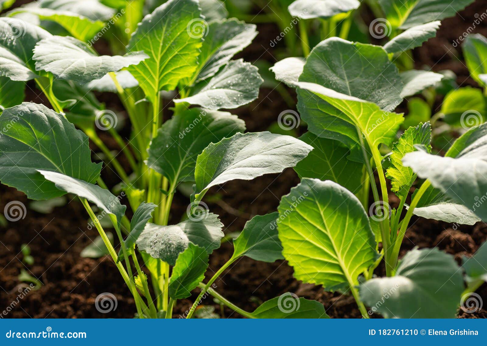 cabbage tree seedling cabbage tree seedling
