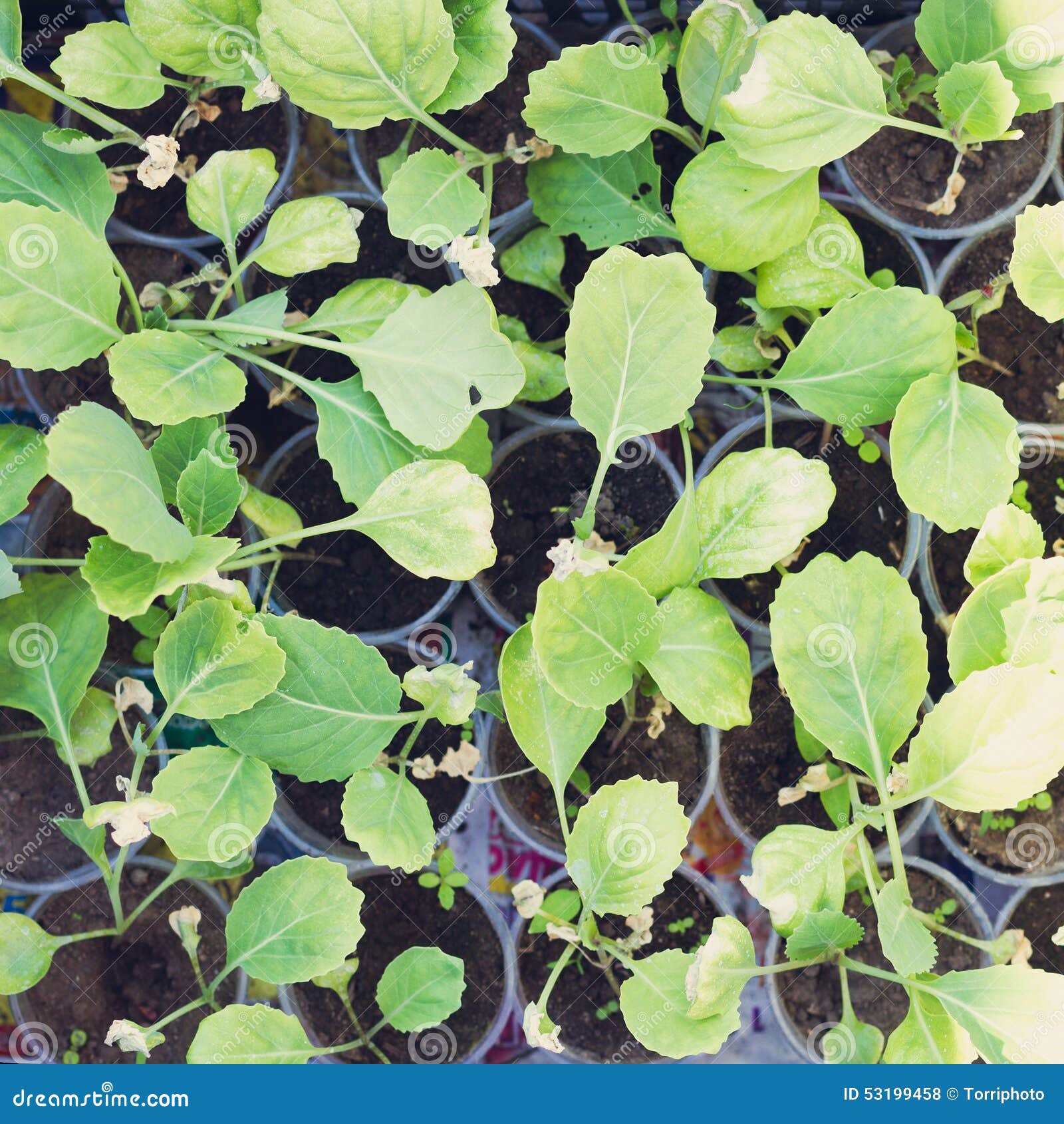 cabbage seedlings cabbage seedlings