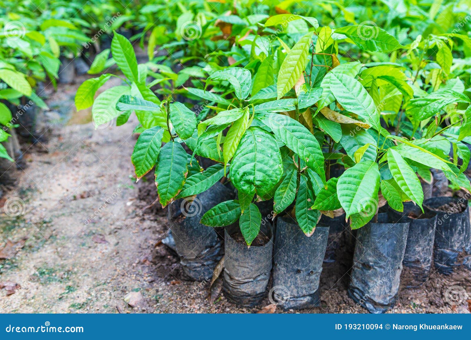 Seedlings of Cocoa Trees in the Nursery Stock Photo Image of cocoa