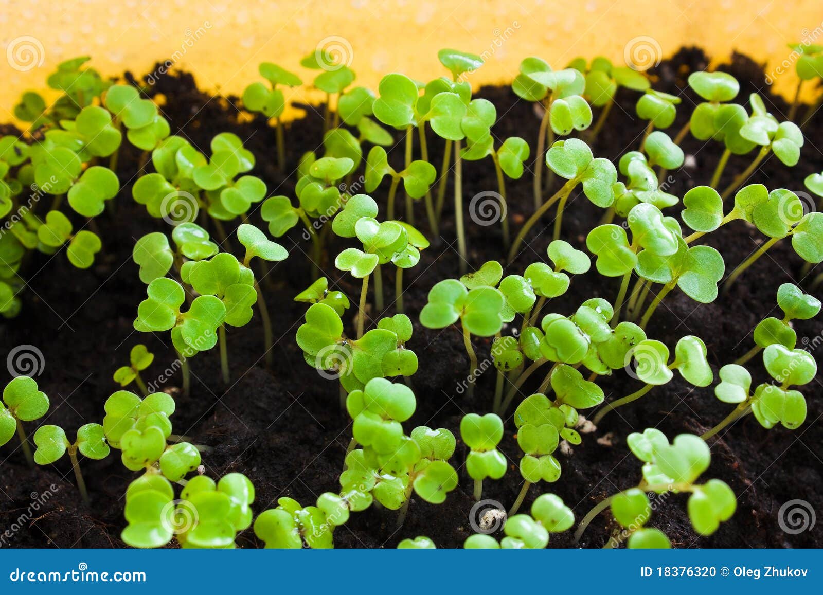 Seedlings of flowers stock photo. Image of land, agriculture 18376320