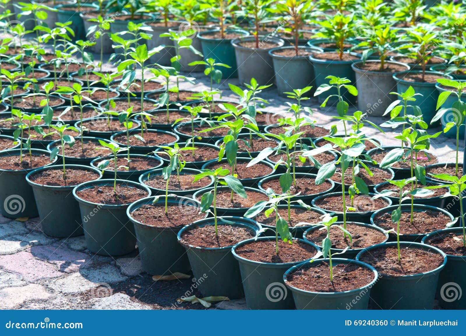 Seedlings Global Amaranth in Pot. Stock Photo Image of plant, flower
