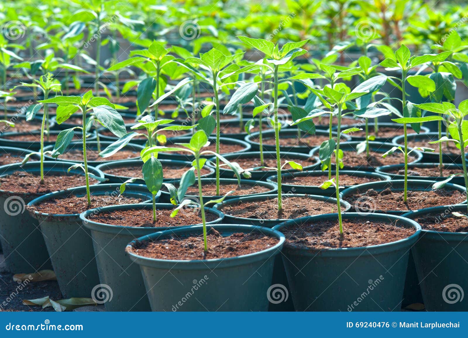 Seedlings Global Amaranth in Pot. Stock Photo Image of seedling