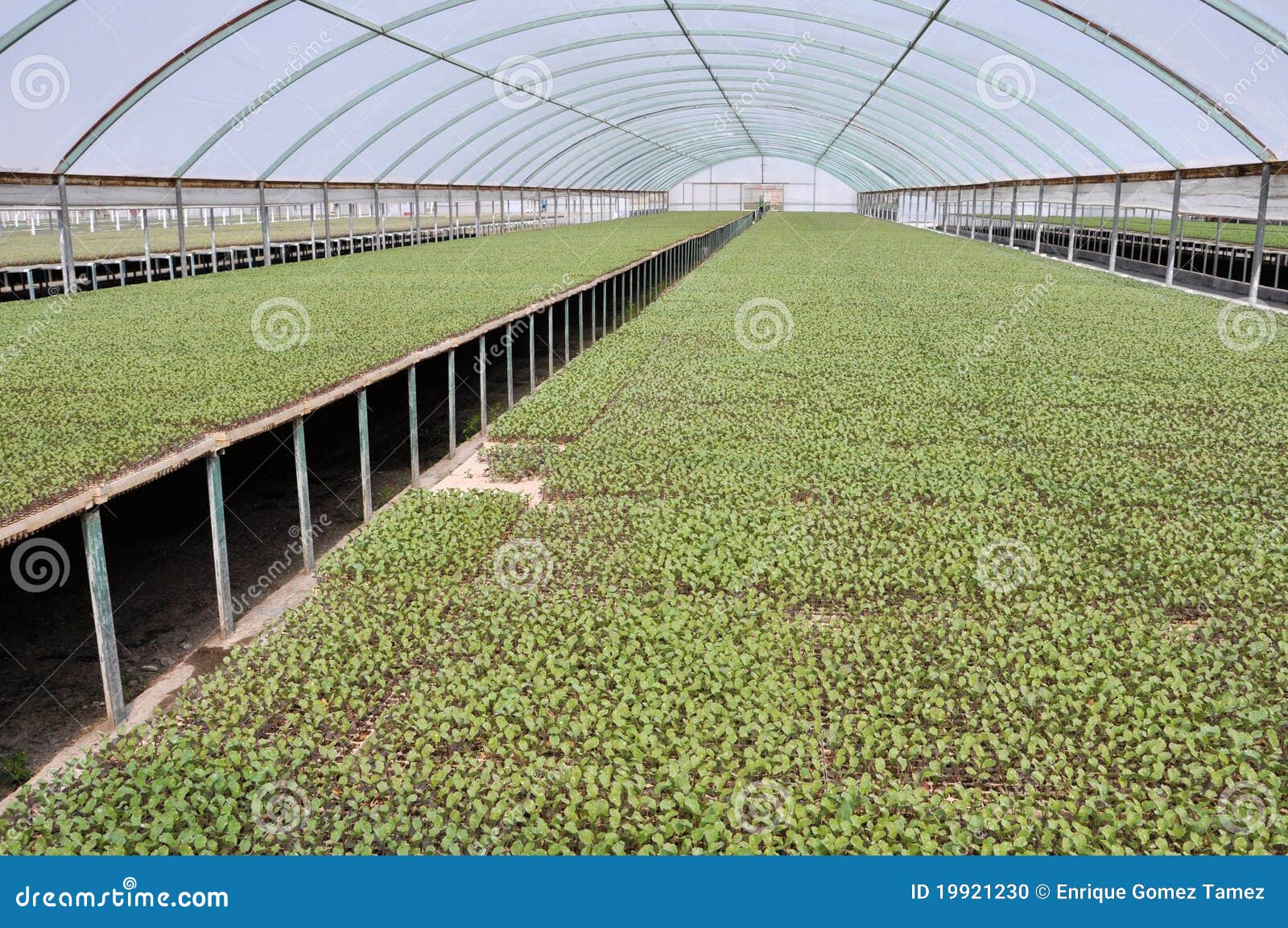 seedlings in greenhouse