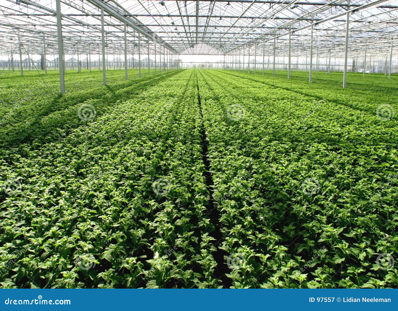 seedlings in greenhouse