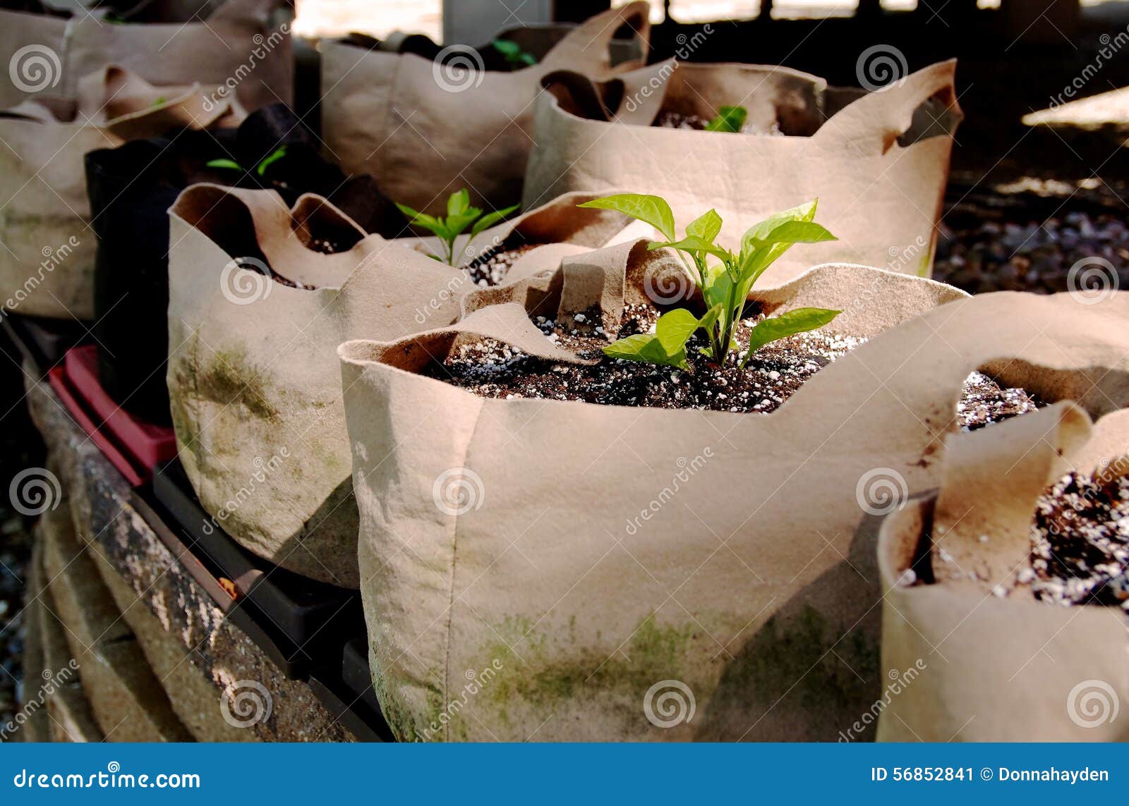 seedlings growing in grow bags